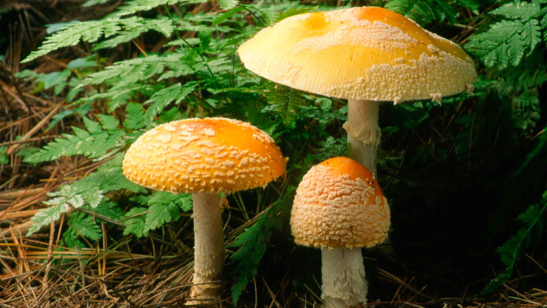 야생 버섯 나눠 먹은 4명 '구토·복통'.. 병원 이송