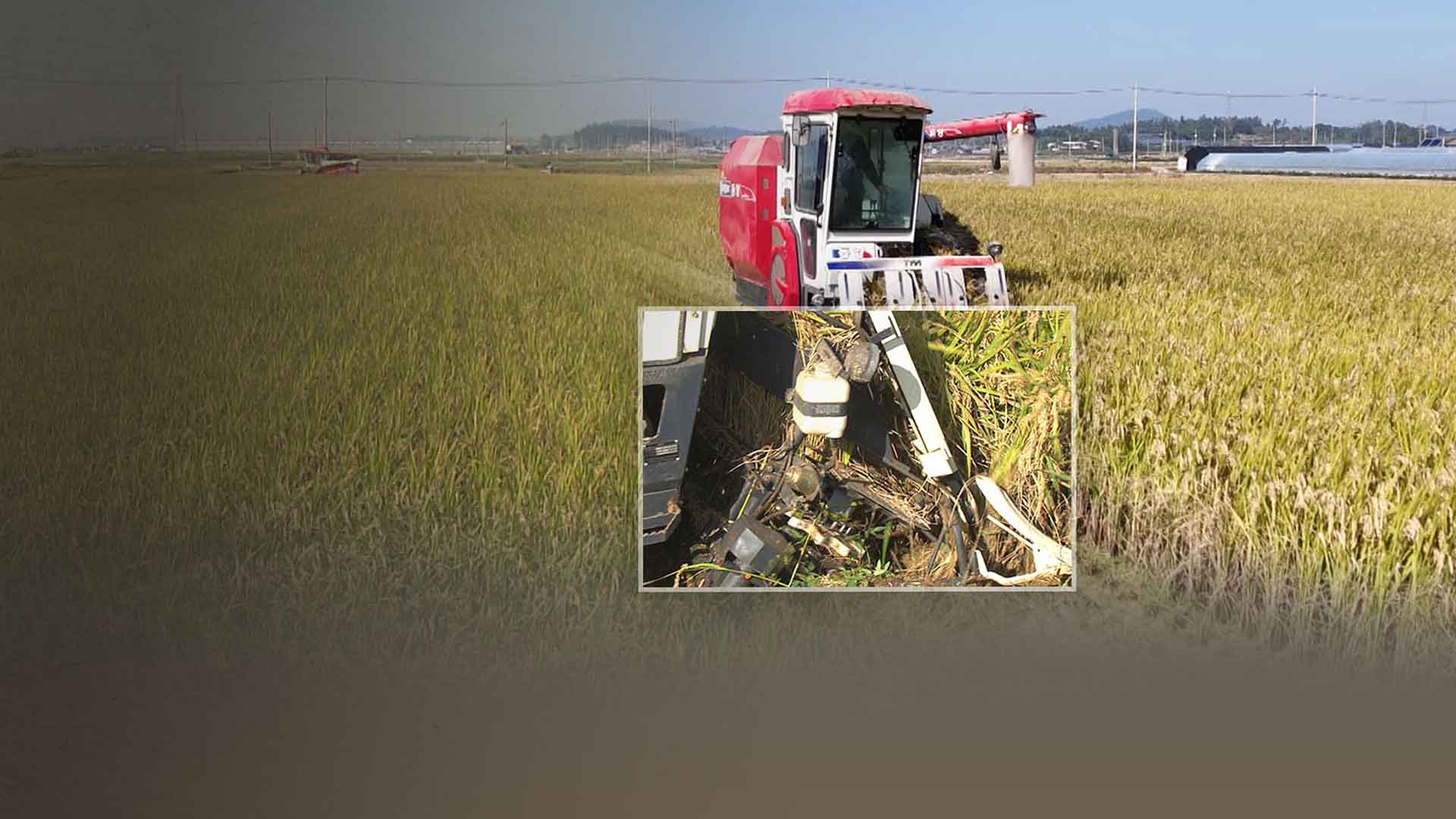 잦은 비에 싹나고 무르고.. 가을 들녘 '수확 발목'