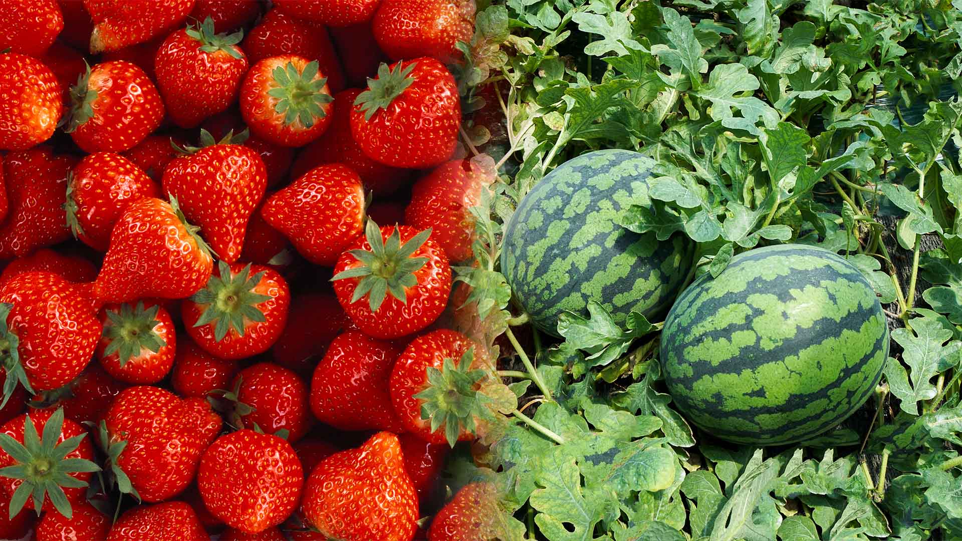 2025 최고 농산물 생산단지, 전북 2곳 선정