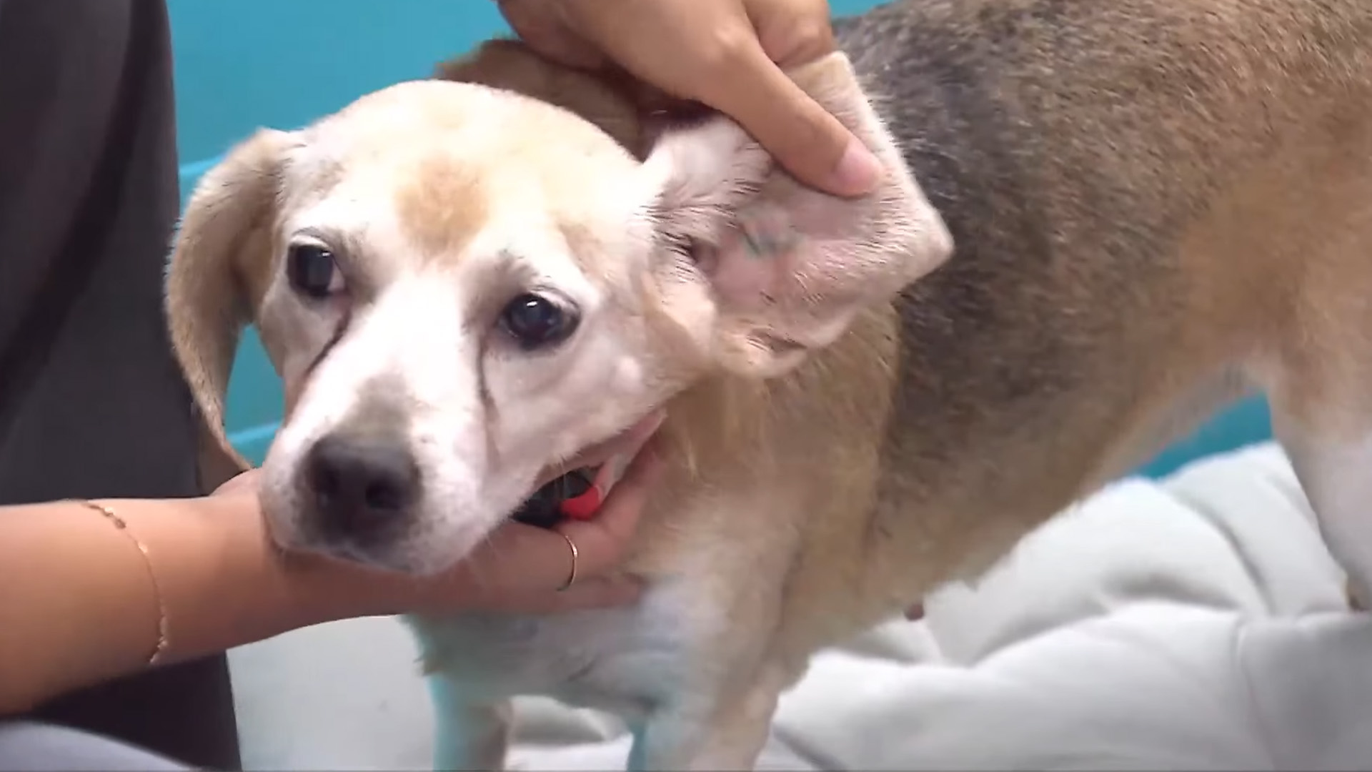 반려동물 노출만으로도 소아 알레르기 천식 악화