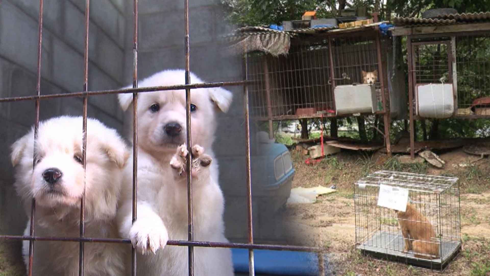 11억 예산에도 입양률 20%.. ‘위탁 보호소’의 한계