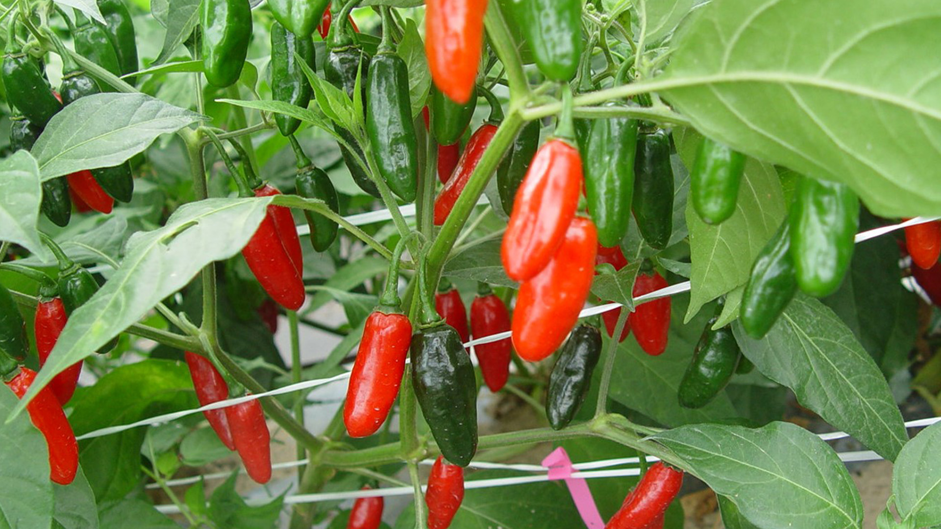 농촌진흥청, 병에 강한 고추 유전자원 발굴