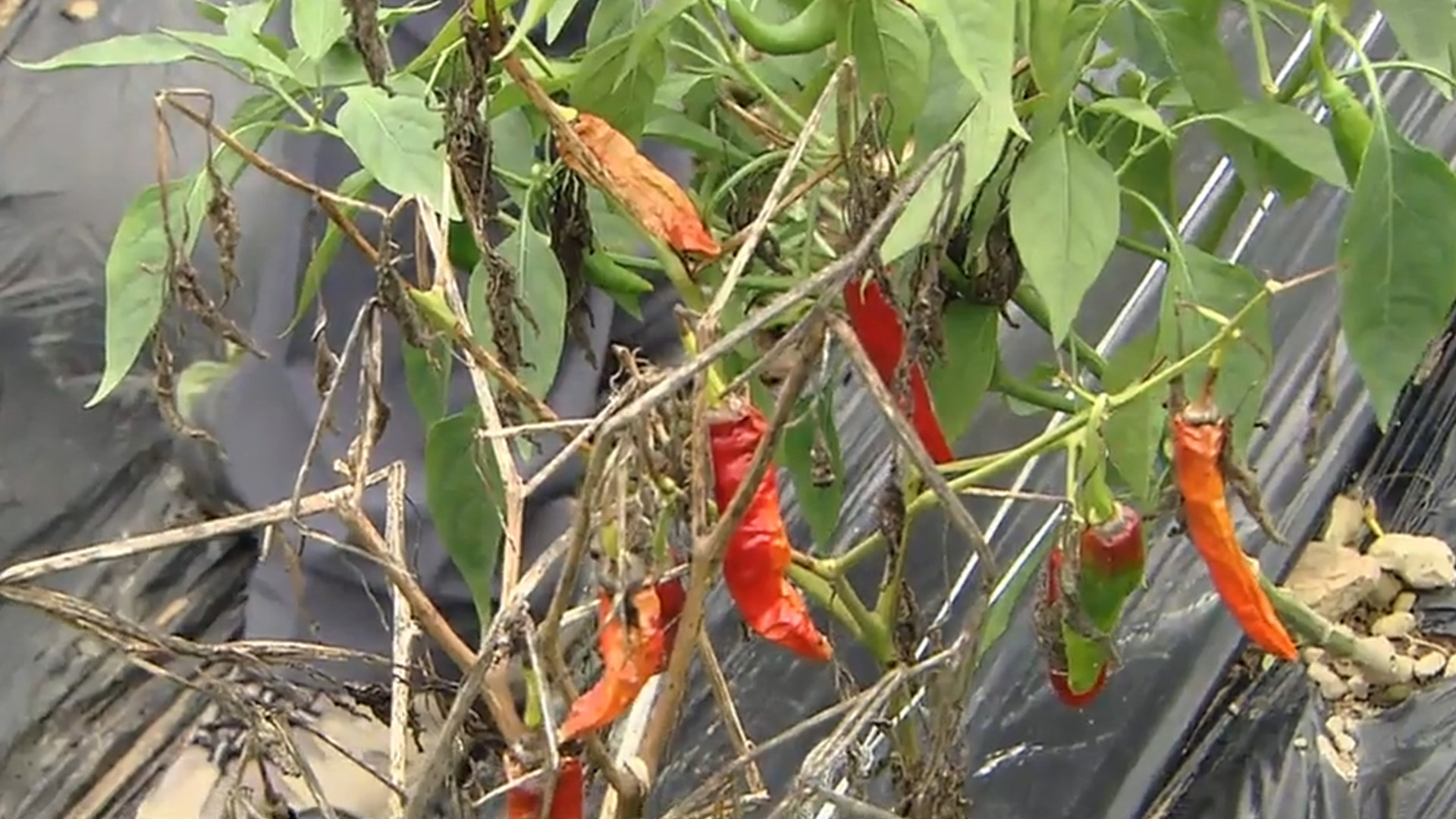 고추 생산량 급감.. 잦은 비· 병충해 영향