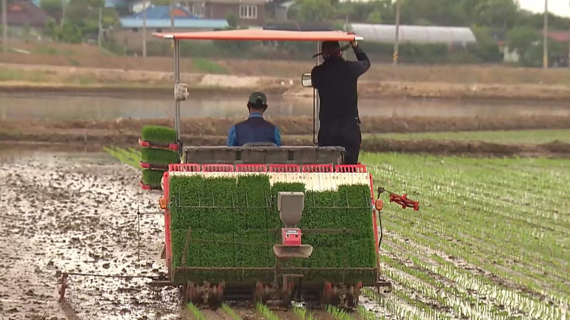 2026 벼 정부 보급종, 이달 21일부터 신청받아