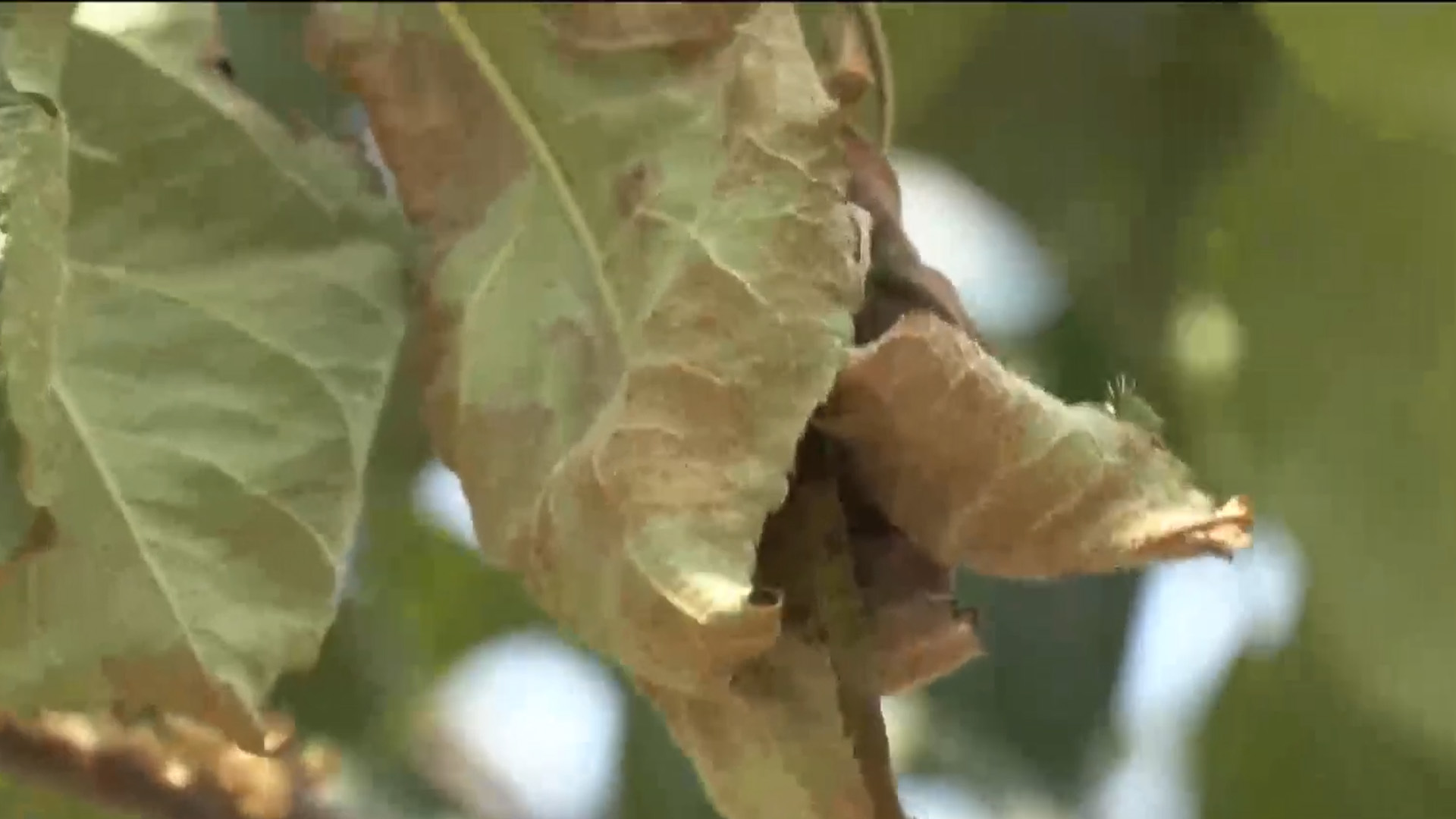 과수화상병 위기단계 '주의'에서 '관심'으로 하향