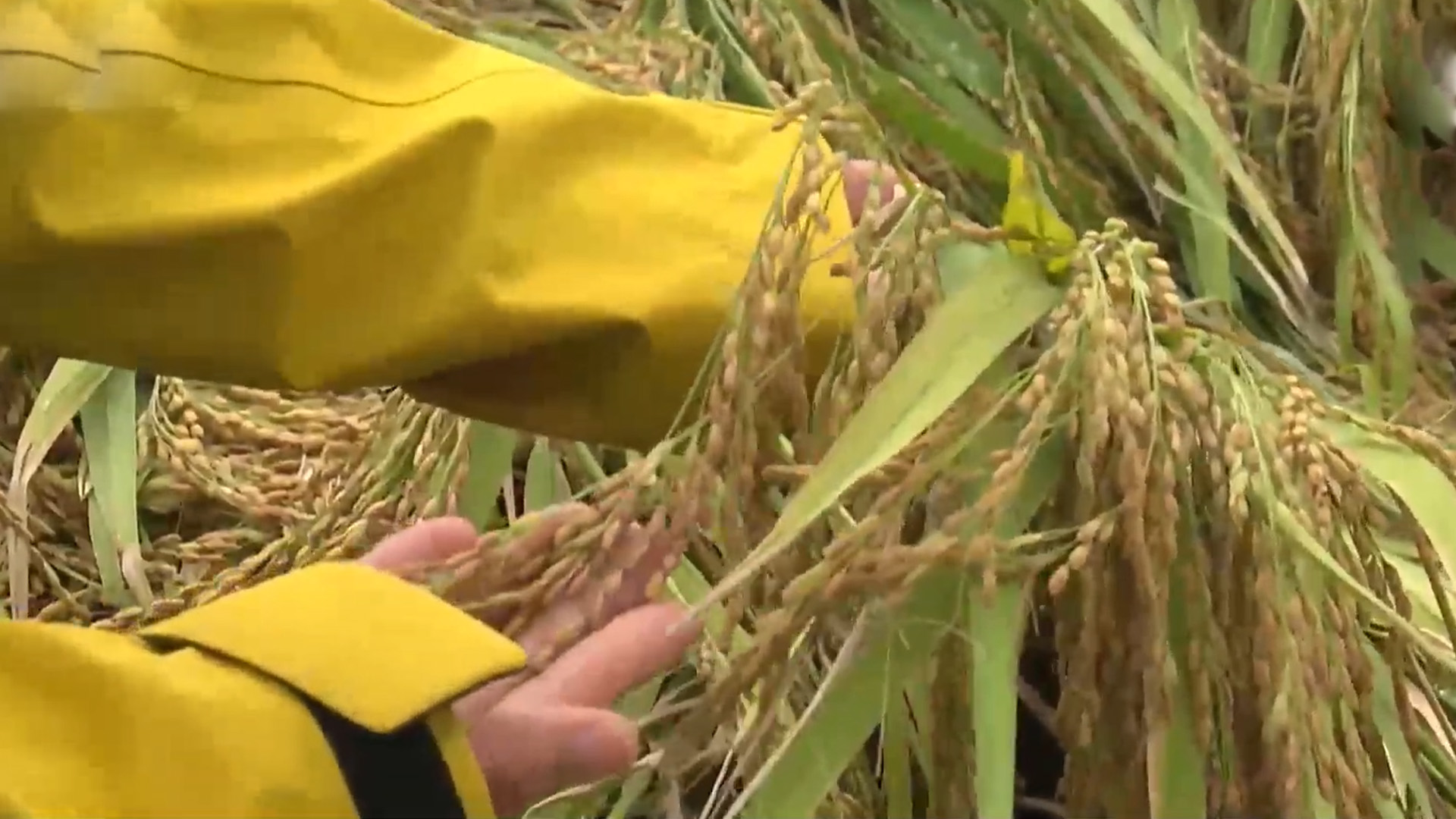 기후대응 농촌 직불금 도입.. 2029년부터 추진