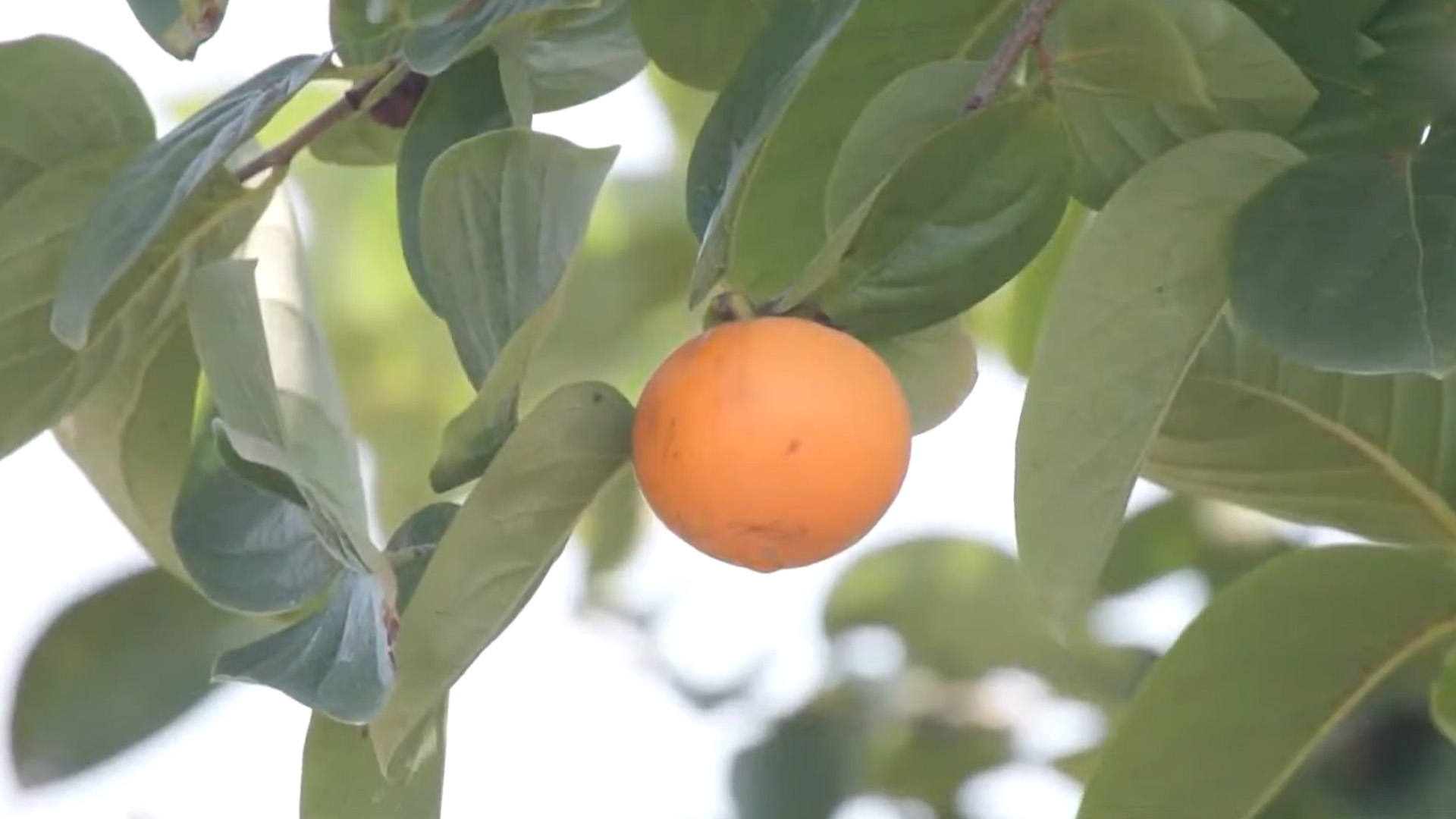 단감, 과육보다 껍질에 몸에 좋은 성분 더 많아