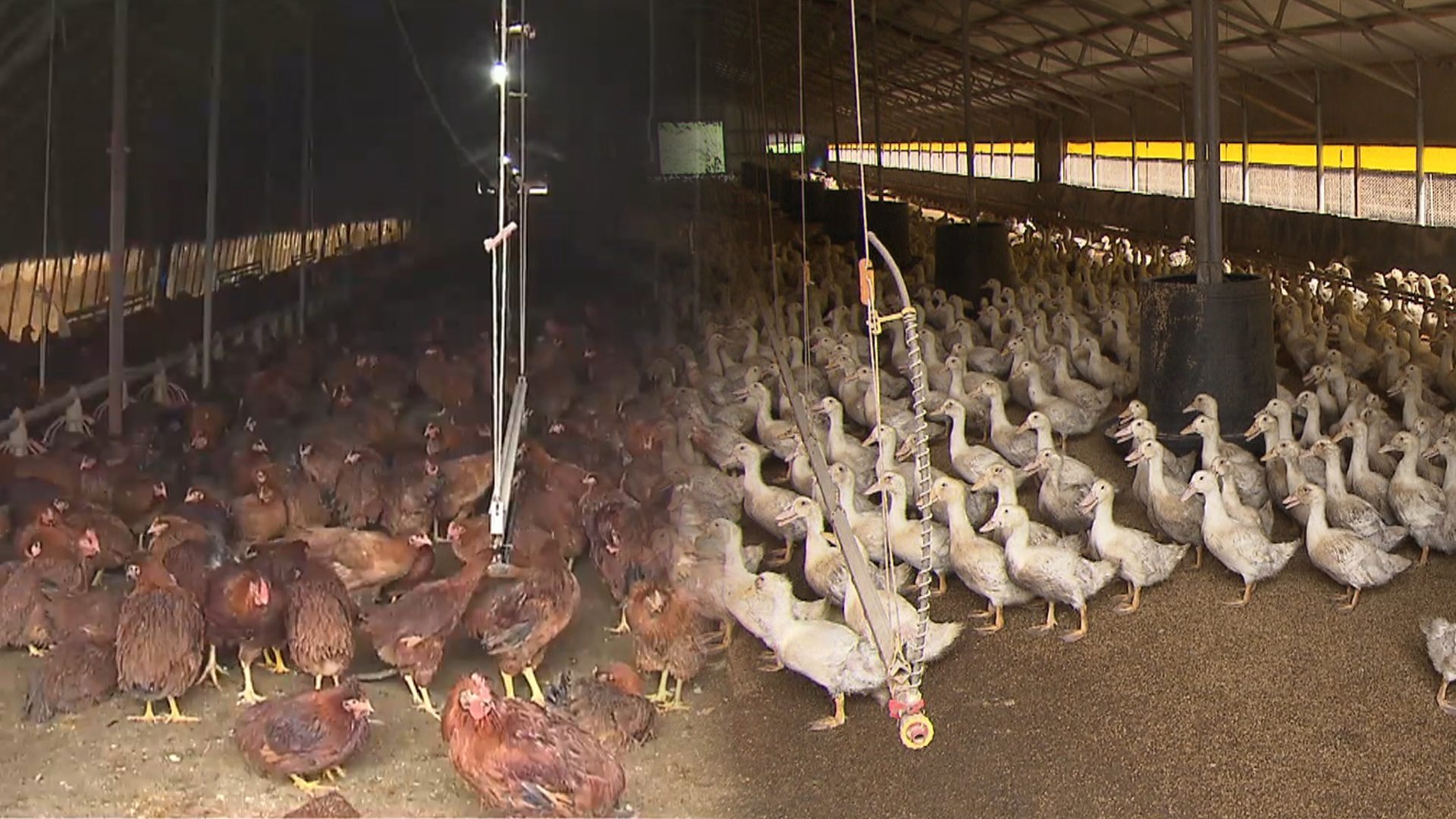 전북도, 고병원성 조류인플루엔자 차단 활동 강화