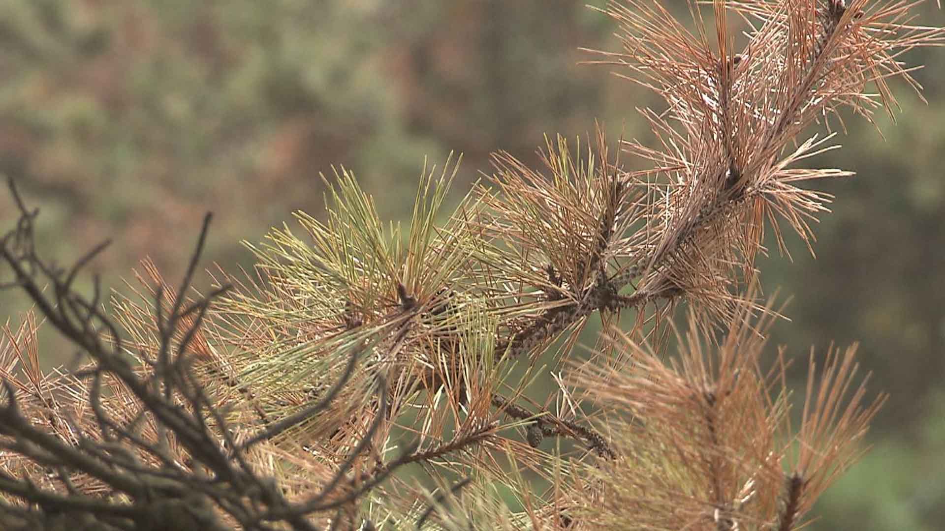 소나무재선충병 확산 차단 위해 수종전환 방제 추진