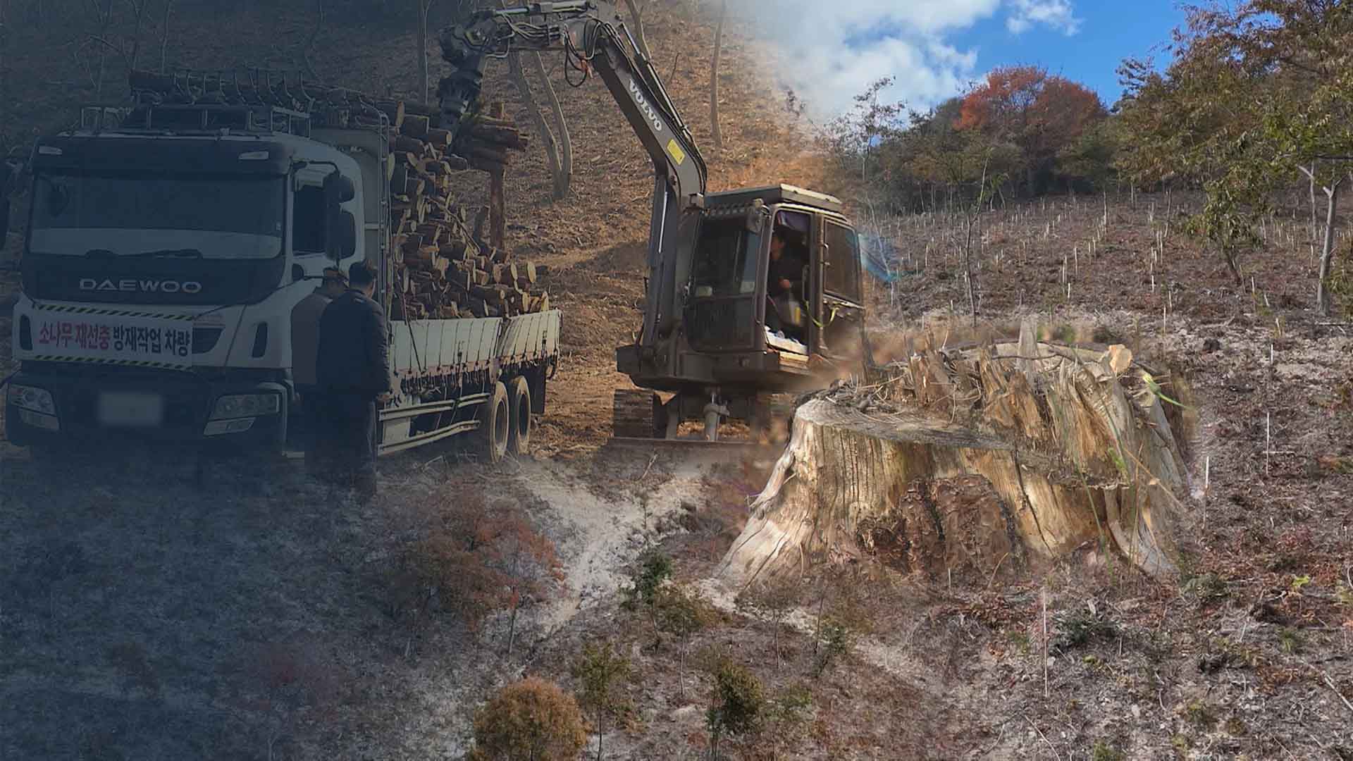 감염 지역 수종 바꾼다.. 재선충병 소나무 숲의 체질 바꾸기