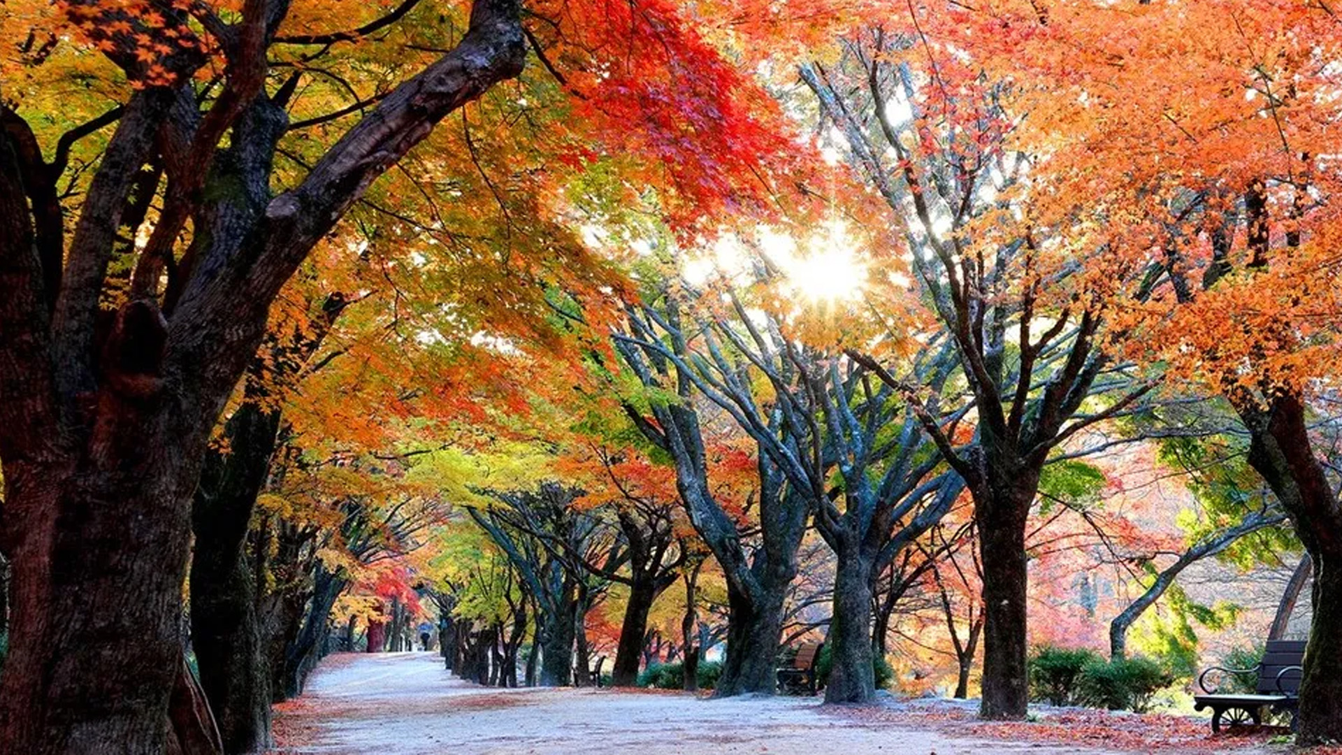 '울긋불긋' 정읍 내장산 단풍 이번주 절정