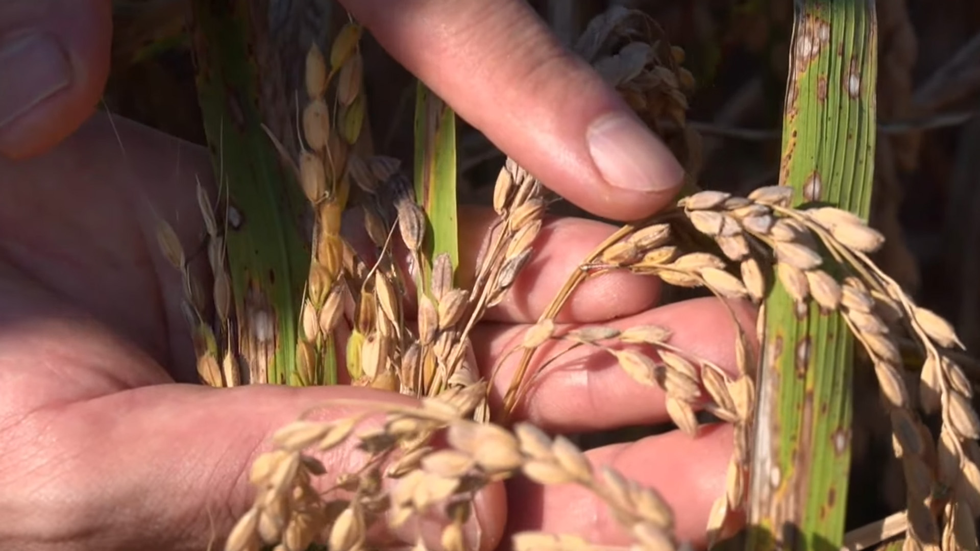 전북도, 벼 깨씨무늬병 피해 농가 153억 원 지원