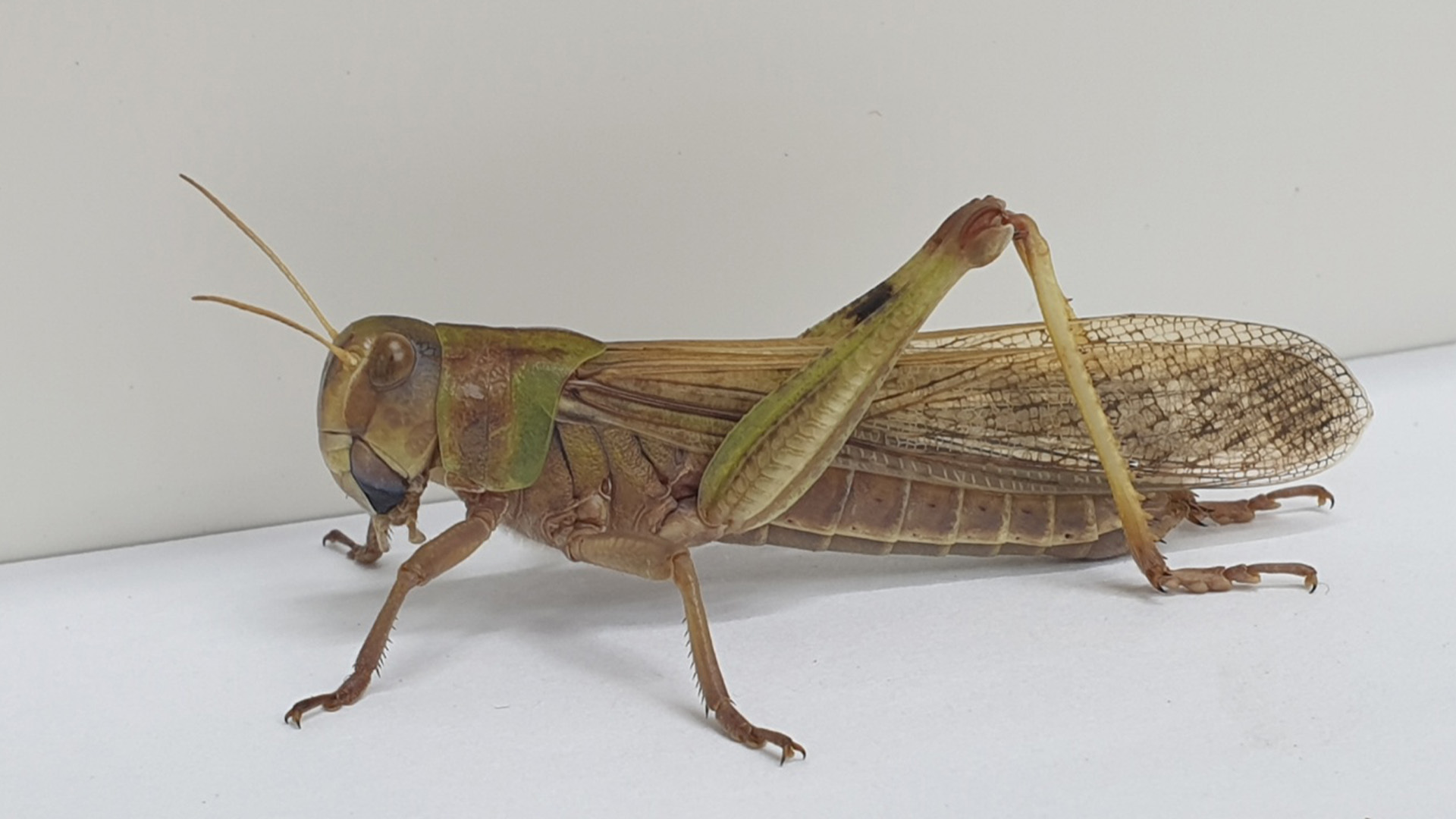 농진청, '곤충 단백질' 새 이름  '파워프로틴-아이(I)'