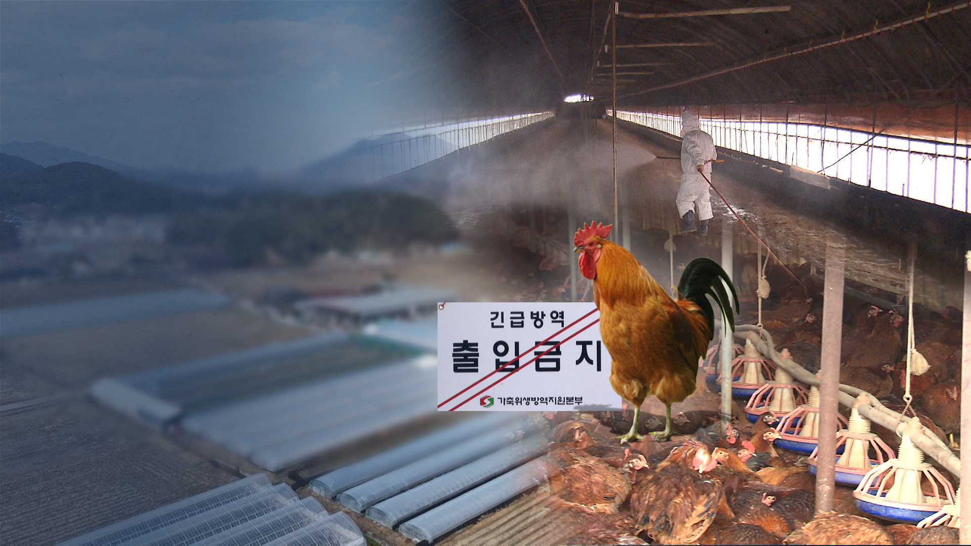 고개 드는 조류독감.. 전북에도 '긴장감'