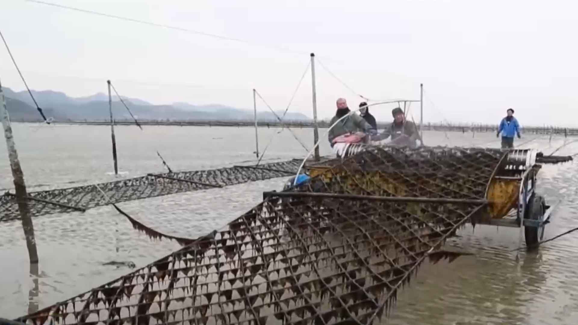 고창 '지주식 김 양식' 올겨울 첫 수확 재개 [글로컬소식]