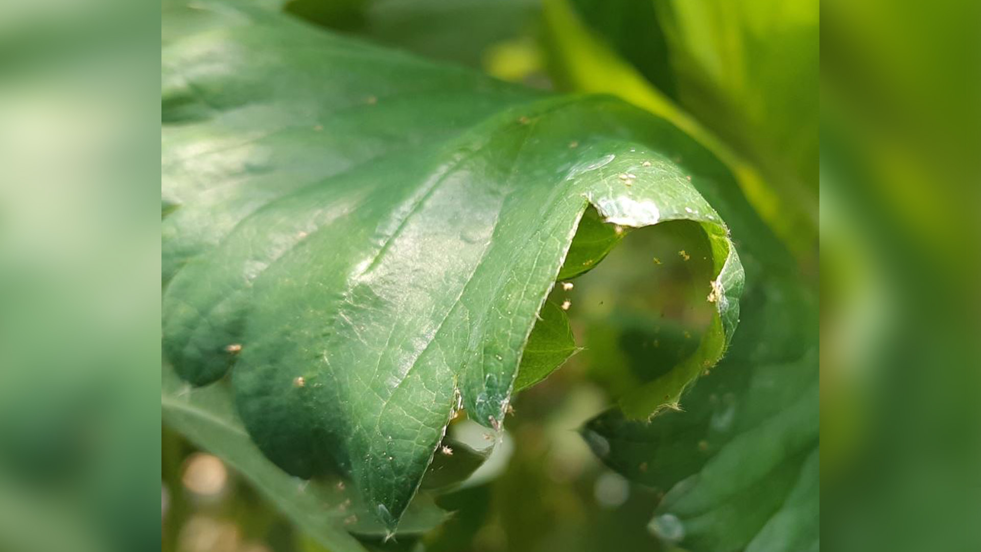 하우스 딸기 재배 시작.. 