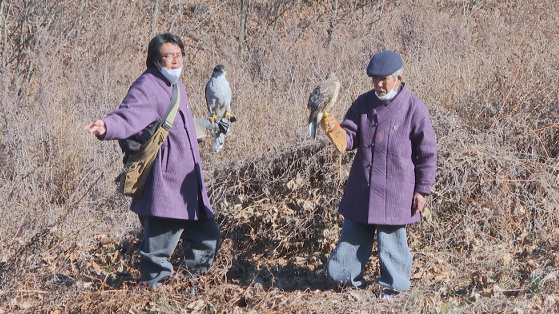 진안군, 13일 전북 무형문화재 '매사냥' 공개 시연