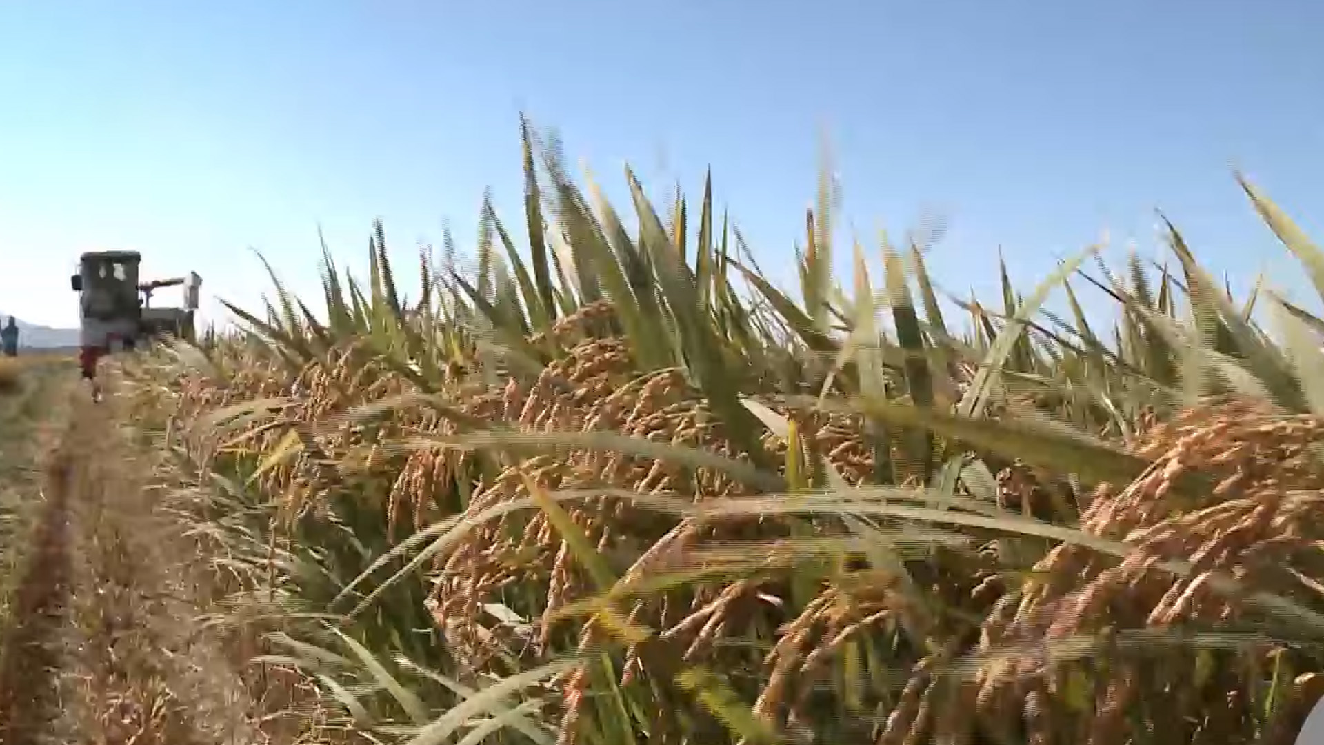 새해부터 벼 10만 톤 가공용으로 사전 격리