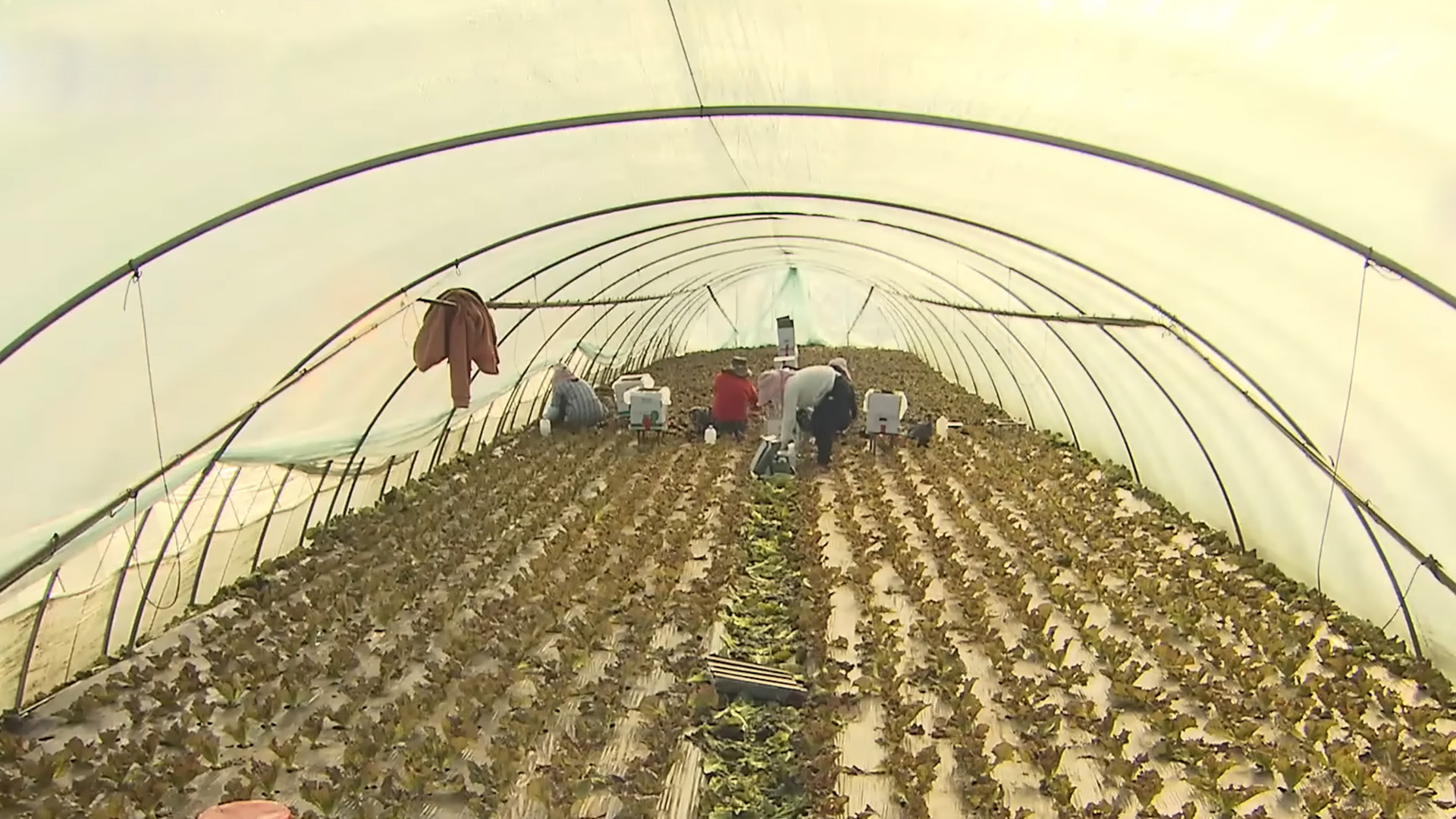 정부, 계절노동자 폭행·괴롭힘 등 합동 점검 추진