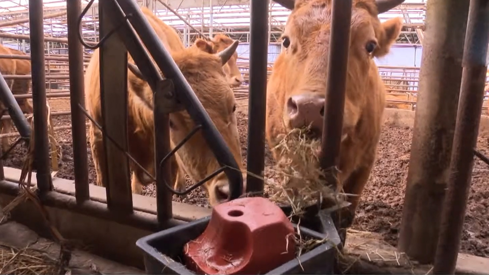 무주 한우, 1+등급 이상 출현율 62.4%…전국 최고 수준 입증 [글로컬소식]