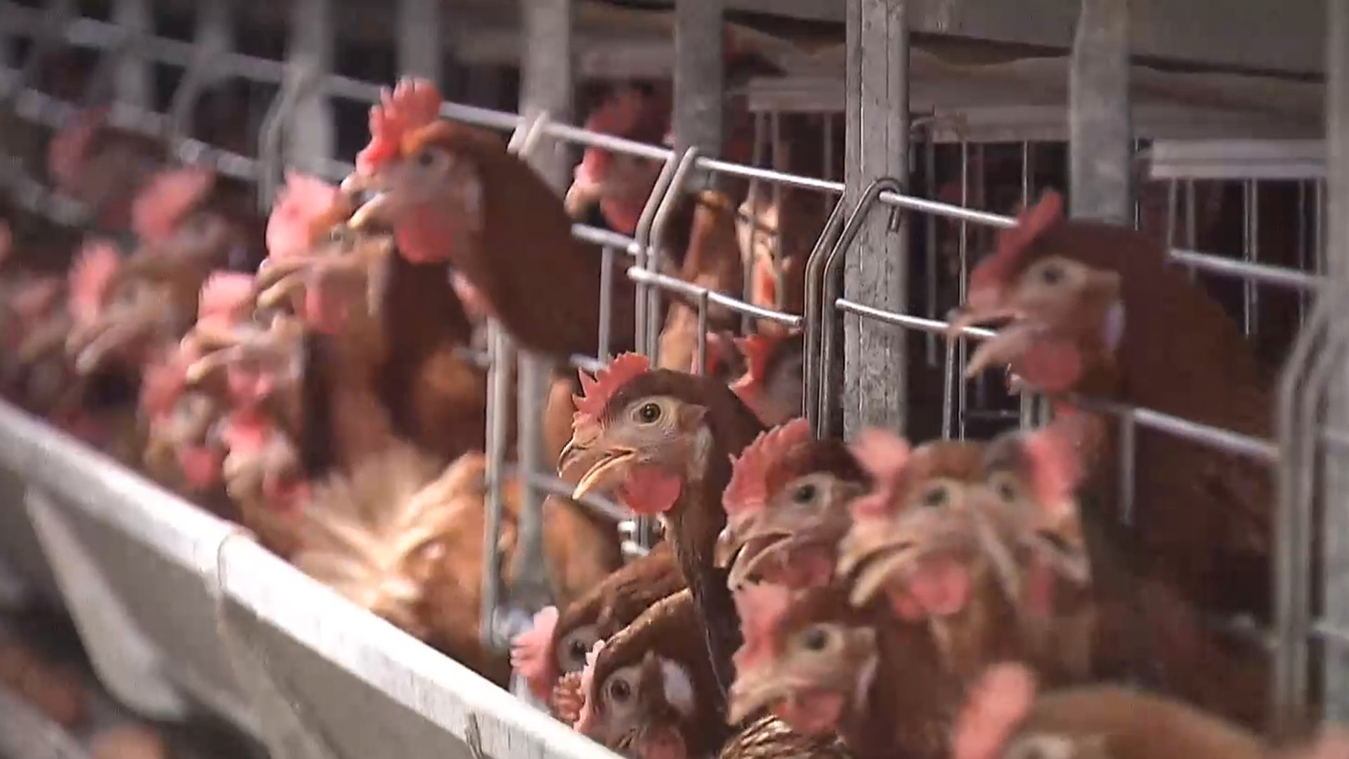 익산 닭 사육 농장 고병원성 조류인플루엔자 확인.. 올 겨울 3번째