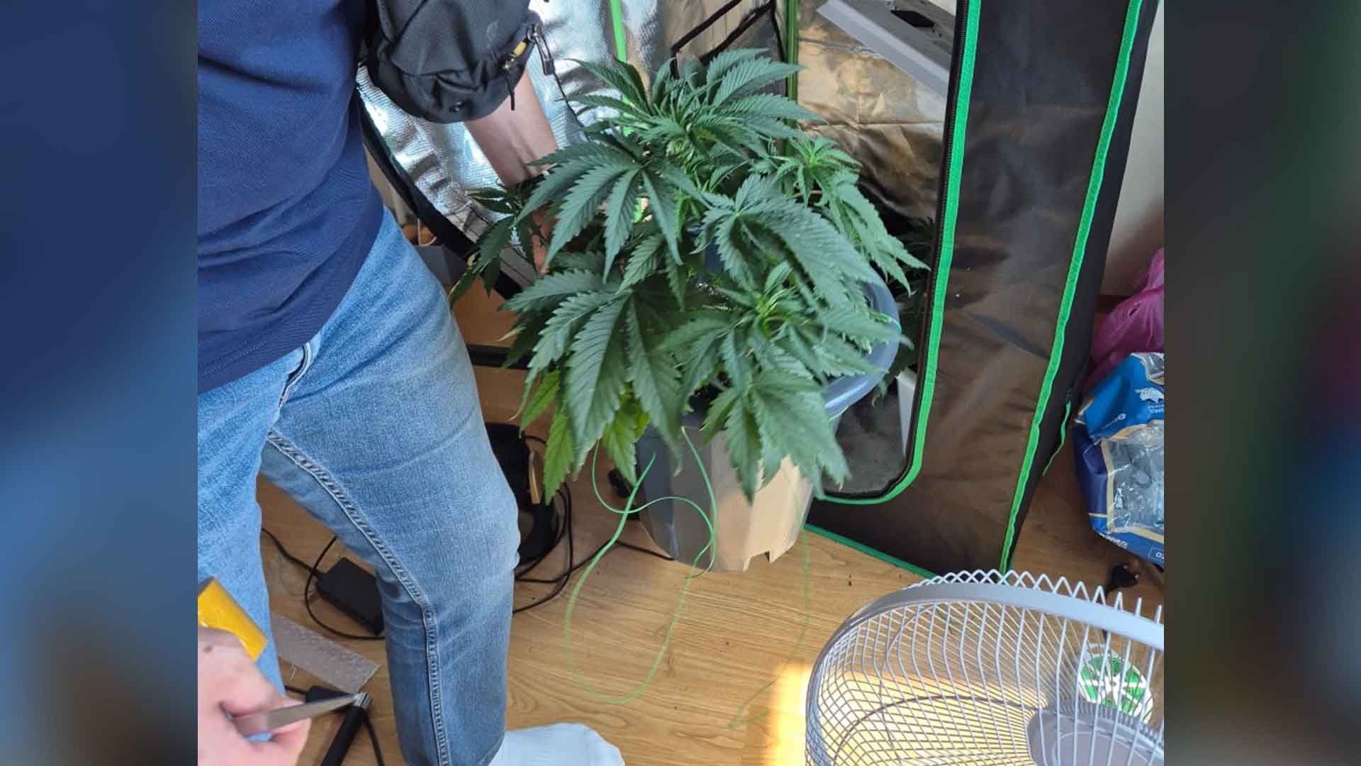 '대마 씨앗' 밀반입 30대 검거.. 집에서 재배까지