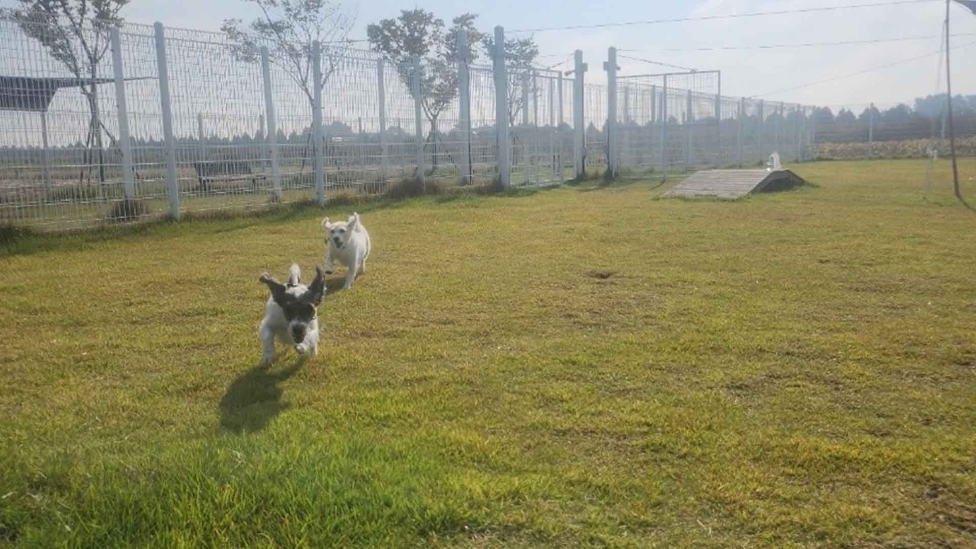 부안군, '반려동물 놀이터' 1·8월 제외 연중 운영