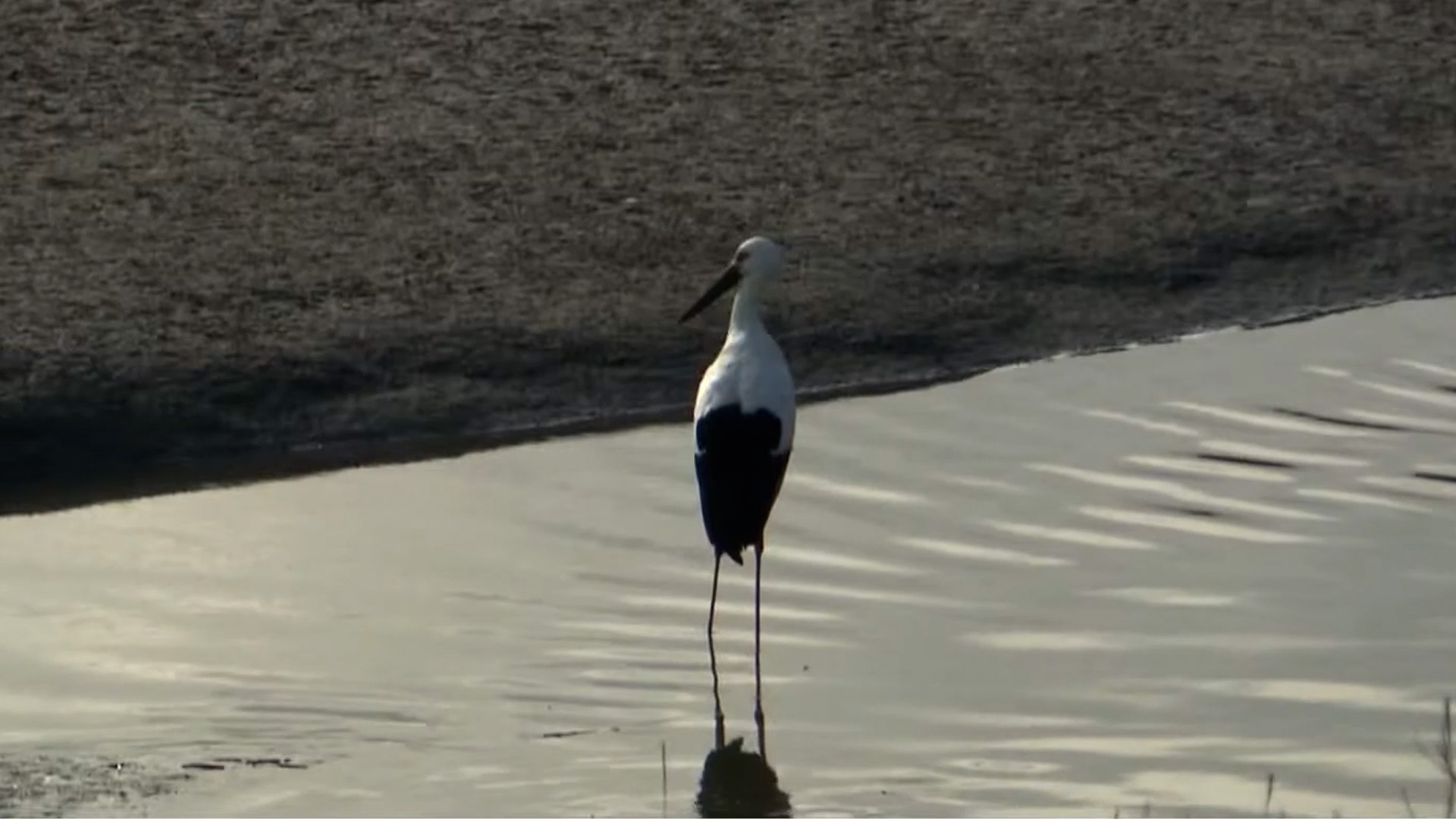 고창 해리천, 황새 80여 마리 월동 확인.. 역대 최다 [글로컬소식]
