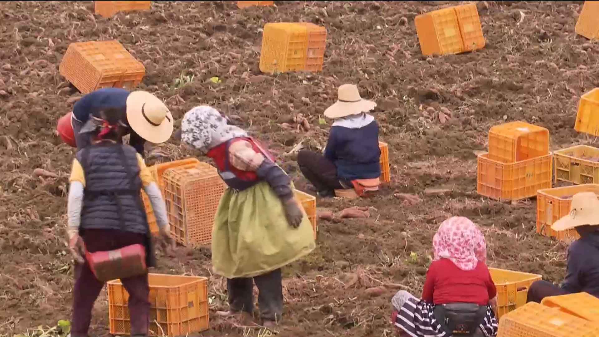 농촌 일손 부족.. 