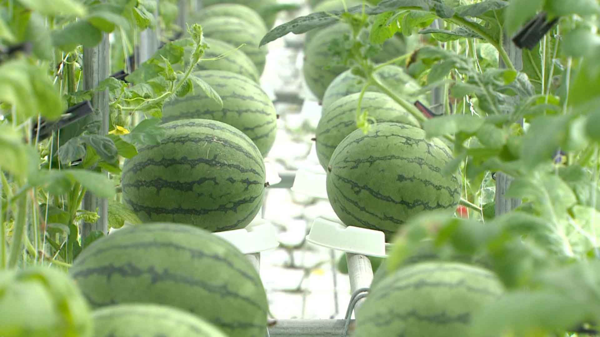 착과기 겨울수박, 저온 대비 온도 관리해야