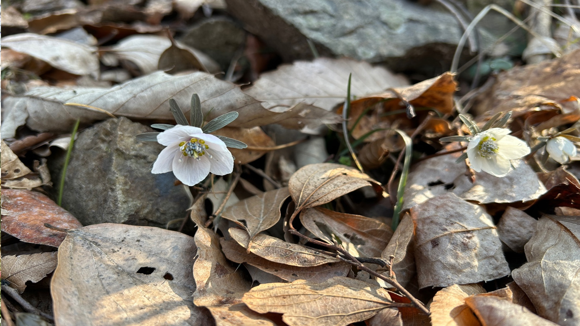 토종 식물 변산바람꽃 개화.. 한 달간 대체서식지 공개