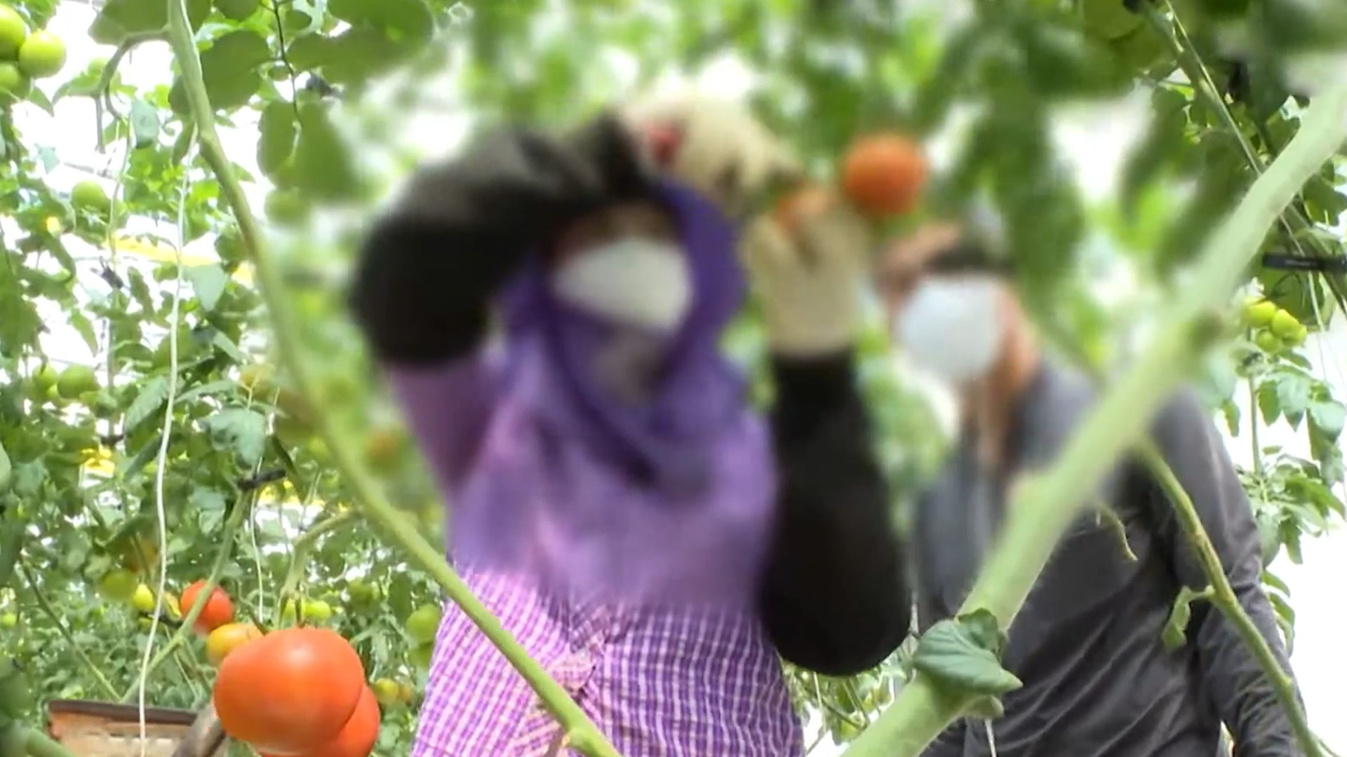 계절근로자와 고용인, '3대 보험' 가입 의무화