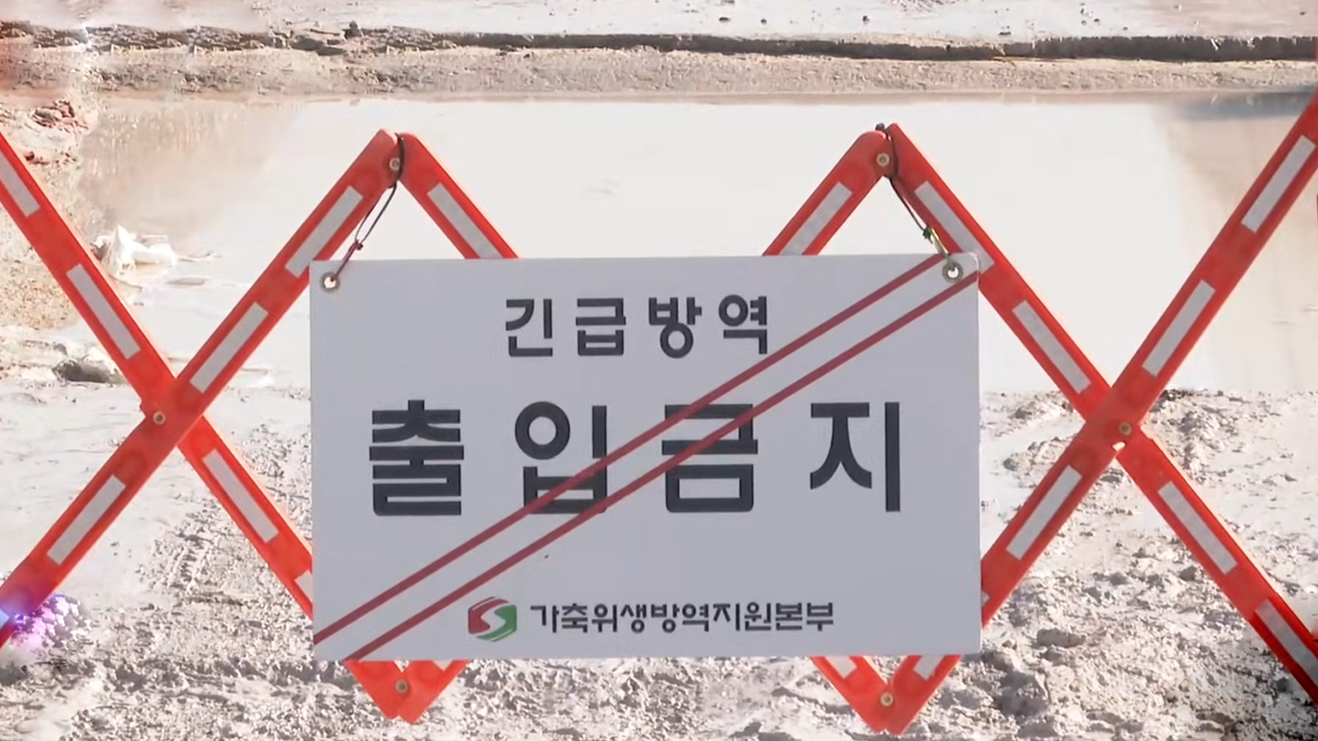 고창 이어 정읍도 아프리카돼지열병 발생.. 이동제한, 정밀검사 추진