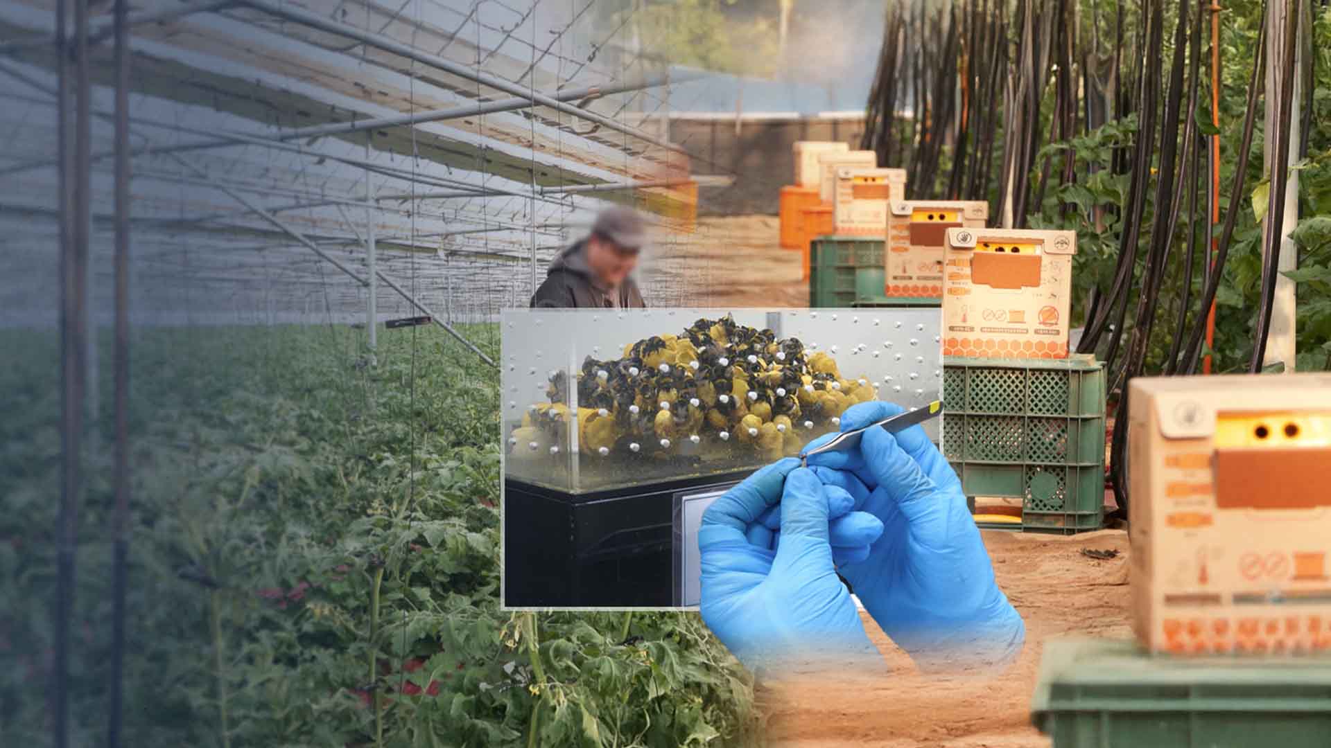 시설하우스 살리는 '범블비 효과'