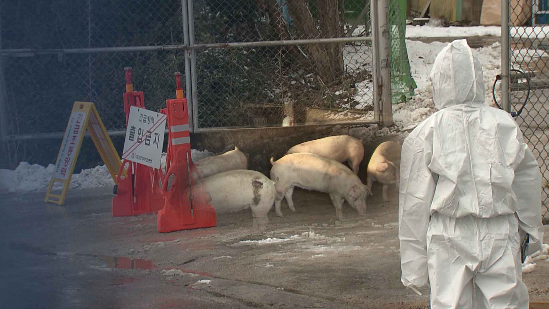 전북 첫 아프리카돼지열병.. 확산 방지에 총력
