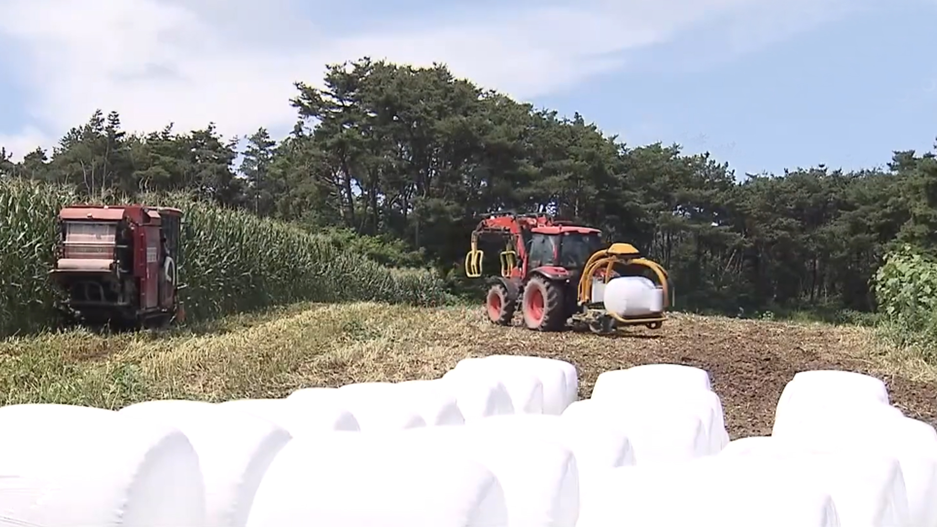 정부, 볏짚 감소에 조사료 공급 대책 내놔