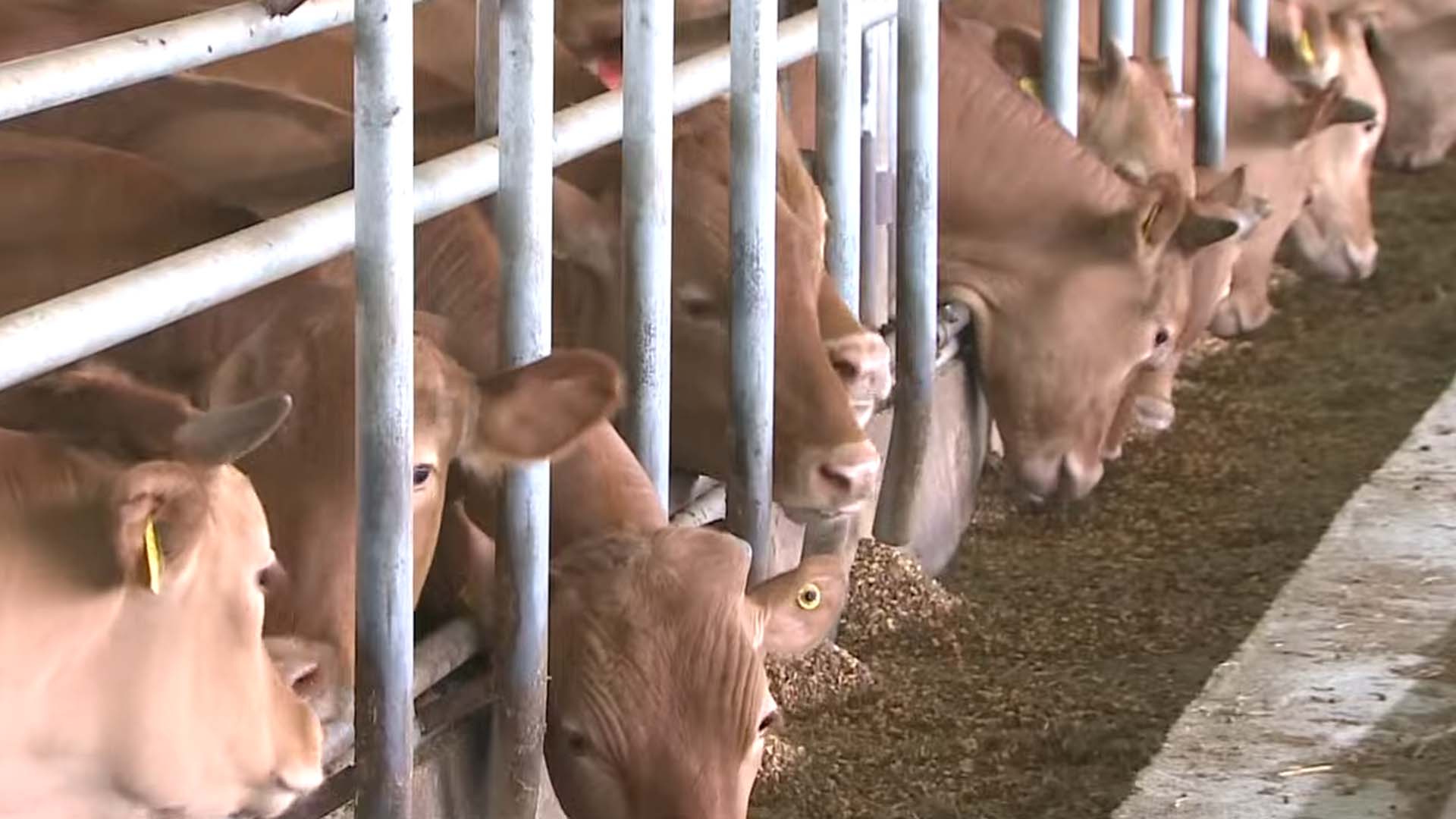 전북도, 과학적 한우 개량에 올해 53억 투입