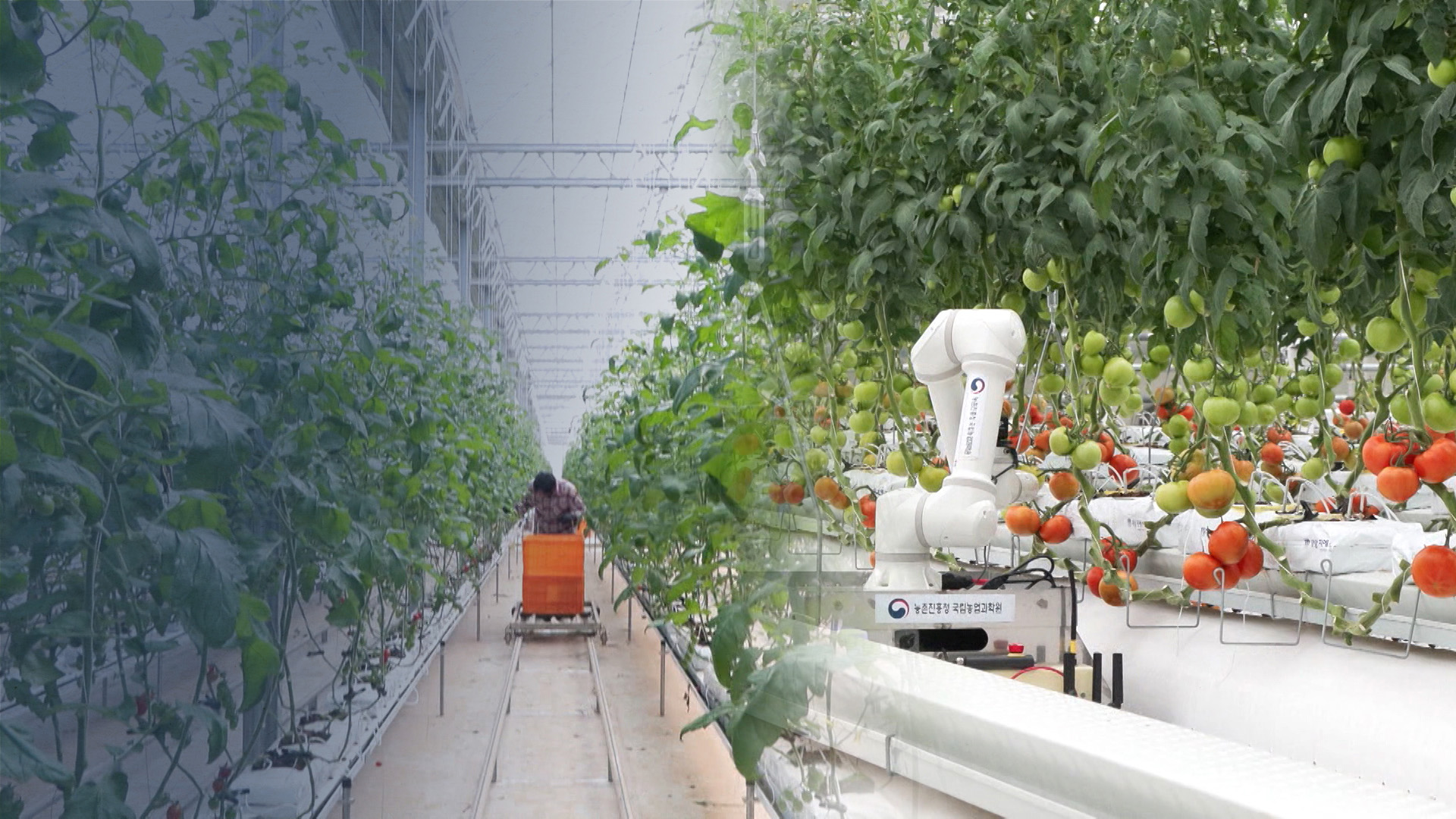 농협, 보급형 스마트팜 참여 농가 2,000곳 모집