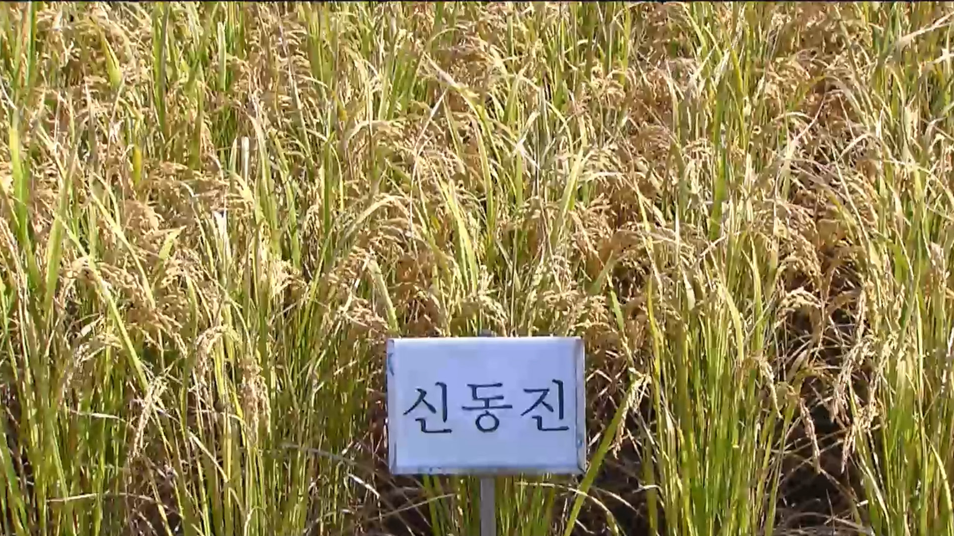 군산시, 2027년 공공비축 품종으로 '신동진' 등 선정