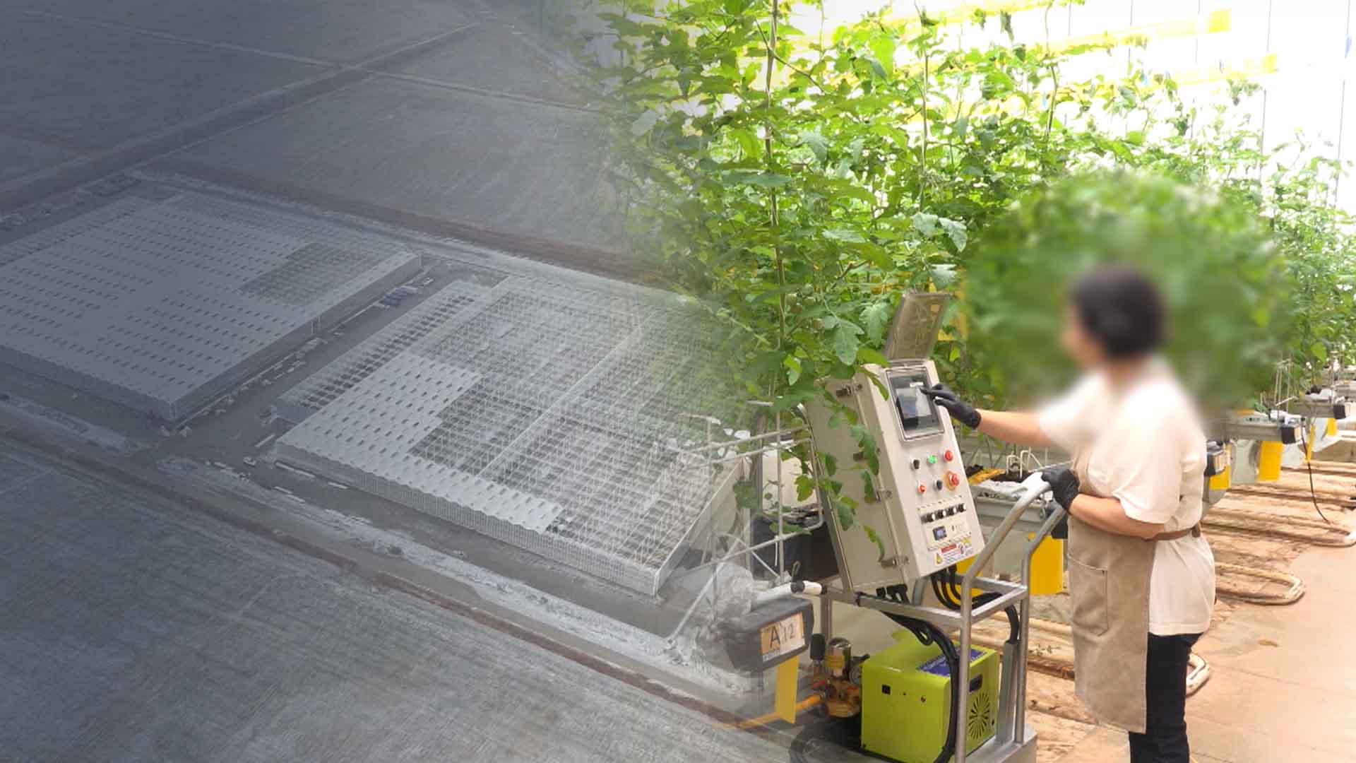 '대규모 임대팜' 새만금에 조성.. 귀농 걱정 '뚝'