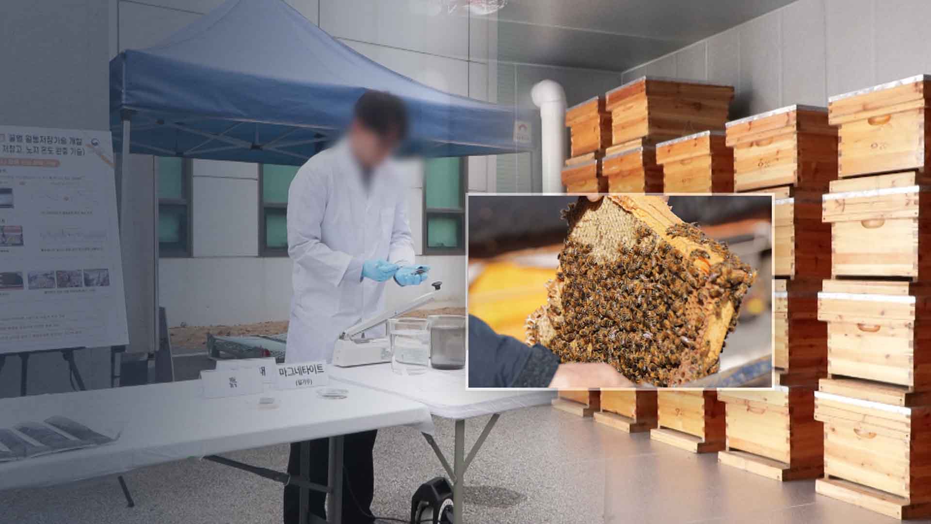 꿀벌 '집단 폐사'.. '과학'으로 극복