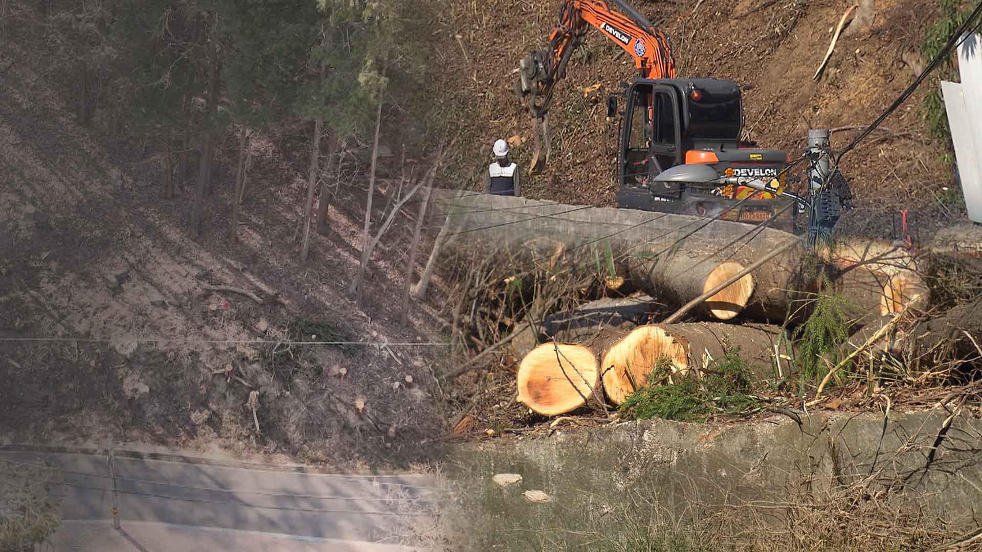 도로 넓히려 공원 자락 대형 수목 '싹둑'..  전주시, 이번엔 삼나무 벌목 논란