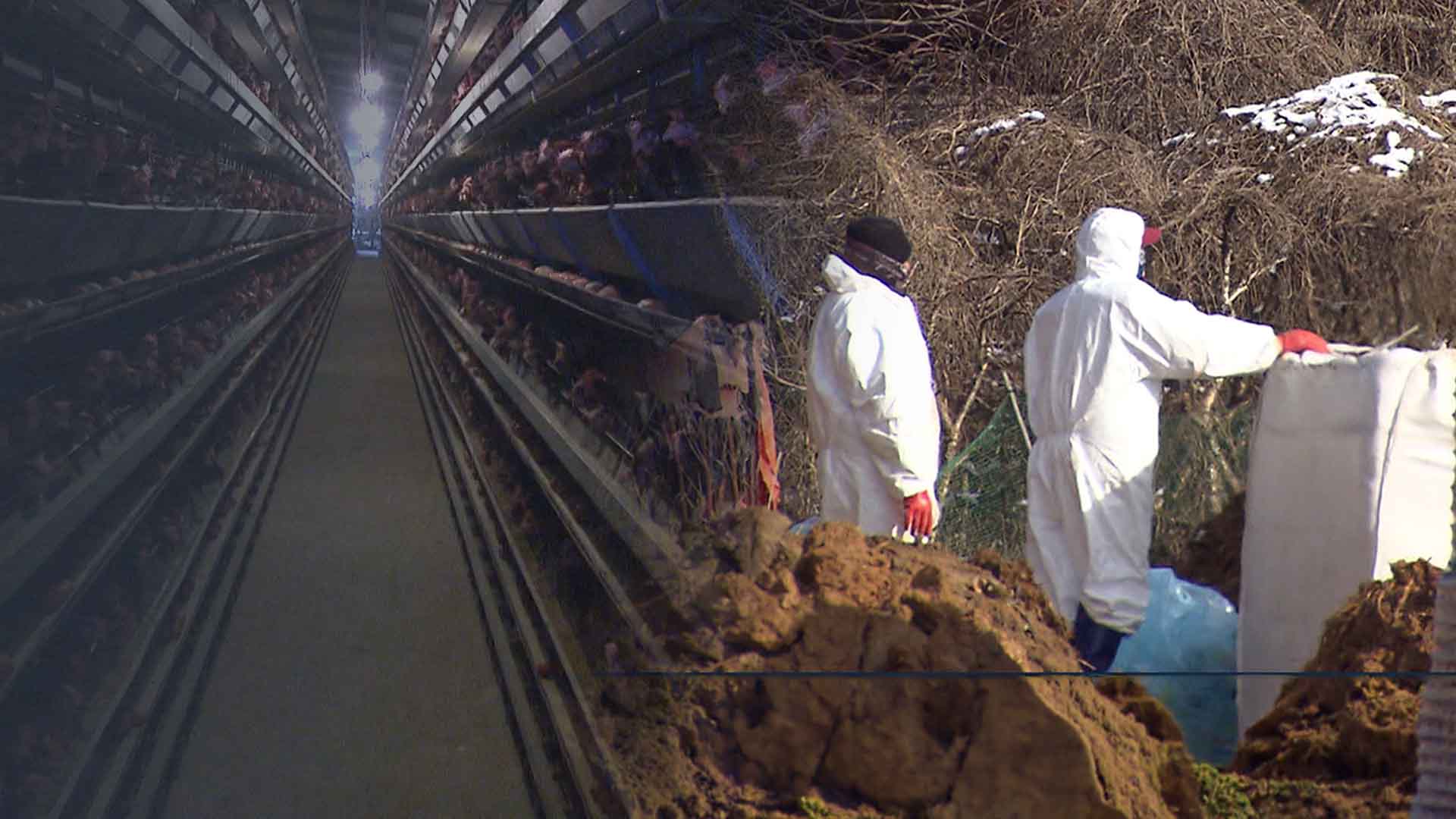 3월의 이례적 습격.. 계란 산지 김제 용지 AI 발생에 '비상'