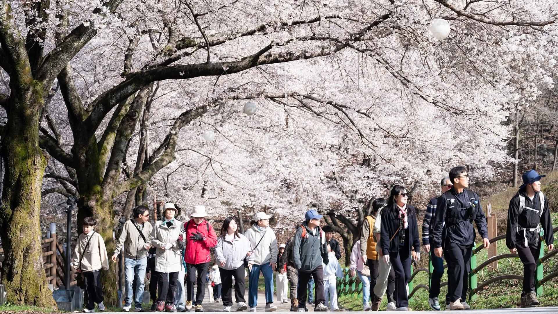전국에서 가장 늦은 진안 마이산 벚꽃 '만개'