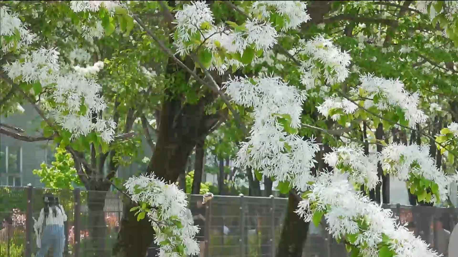 전주 이팝나무 개화에 주말·휴일 시내버스 추가 배치