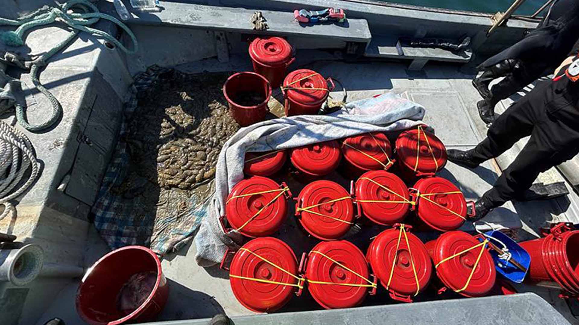 해경, 잠수 장비로 해삼 300kg 불법 채취한 일당 적발