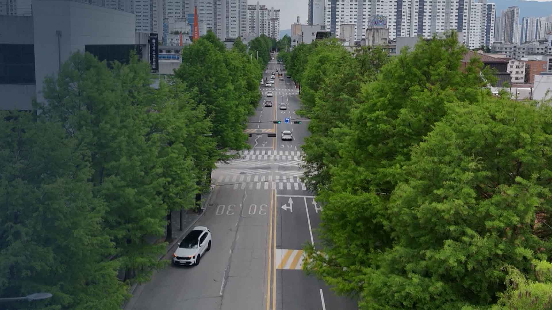 '공포의 가로수' 논란.. 전주시 뒤늦게 피해 실태 조사