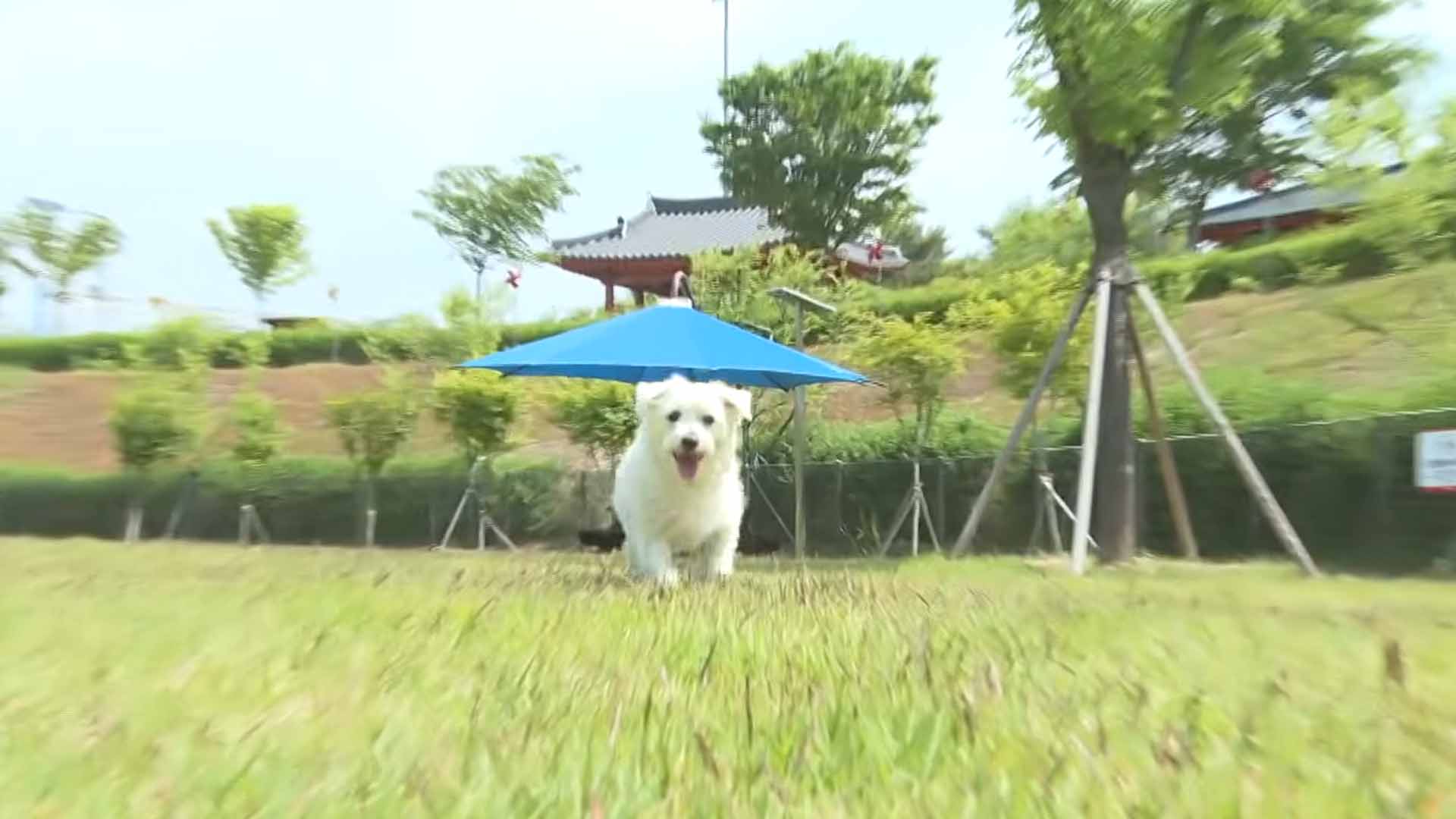 남원시 반려견 놀이터 이전 개장..악취·소음줄이고 규모 확대 [글로컬소식]