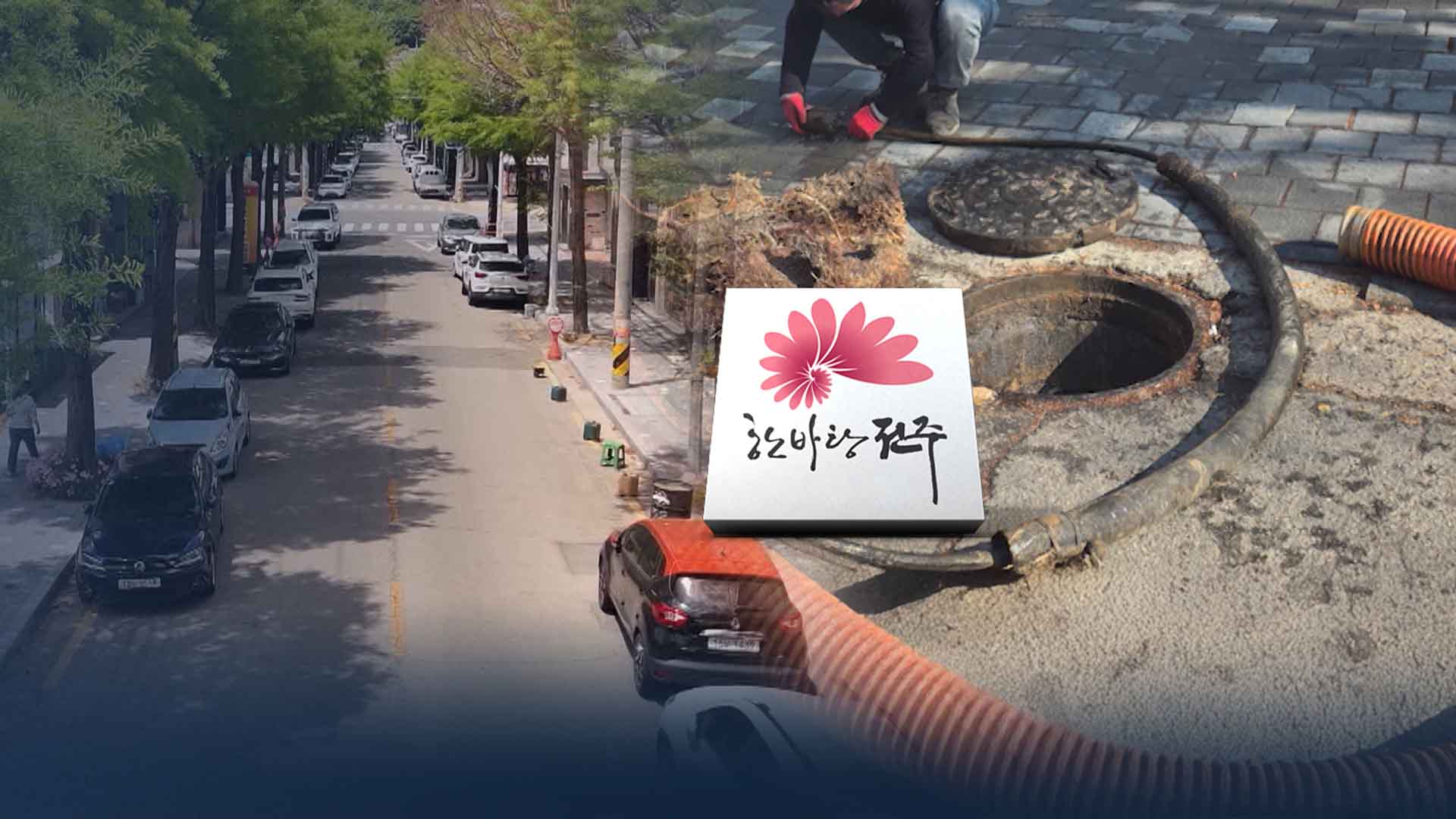 땜질 처방만 수년째.. '공포의 가로수' 누가 키웠나?