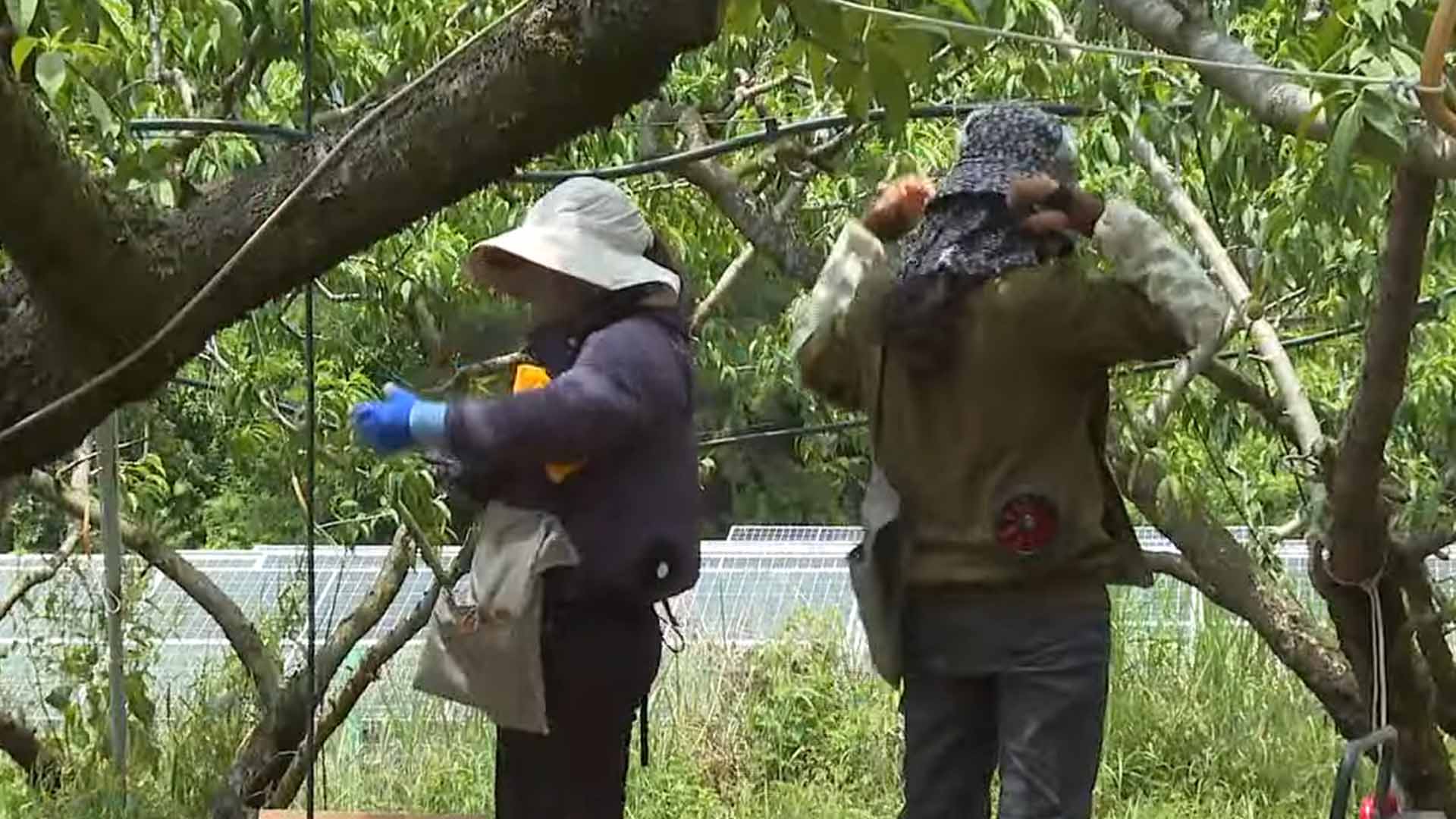 임실, 외국인 계절근로자 대상 폭염 대책 본격 가동 [글로컬소식]